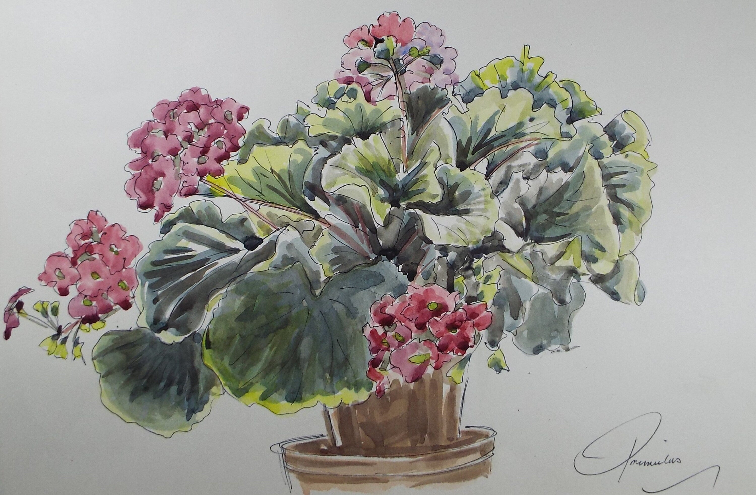 Original Watercolour, 'A Study of Primula', George Godfrey , Circa 1960's