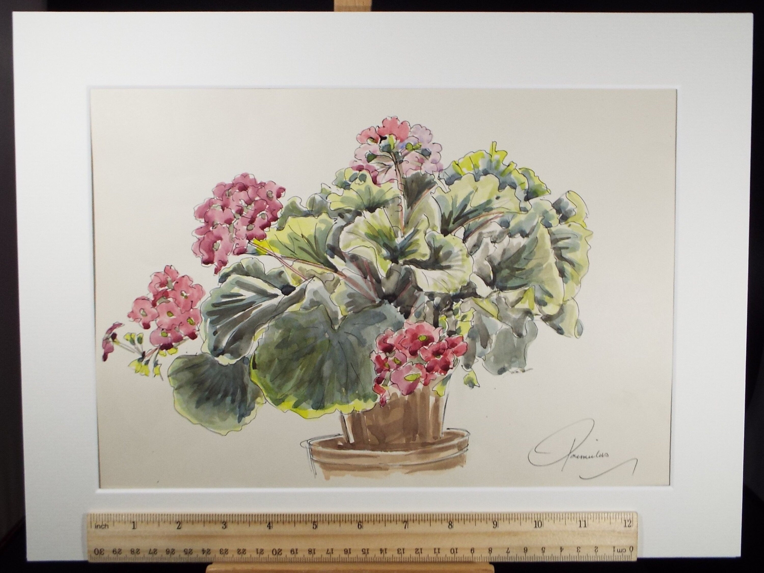 Original Watercolour, 'A Study of Primula', George Godfrey , Circa 1960's