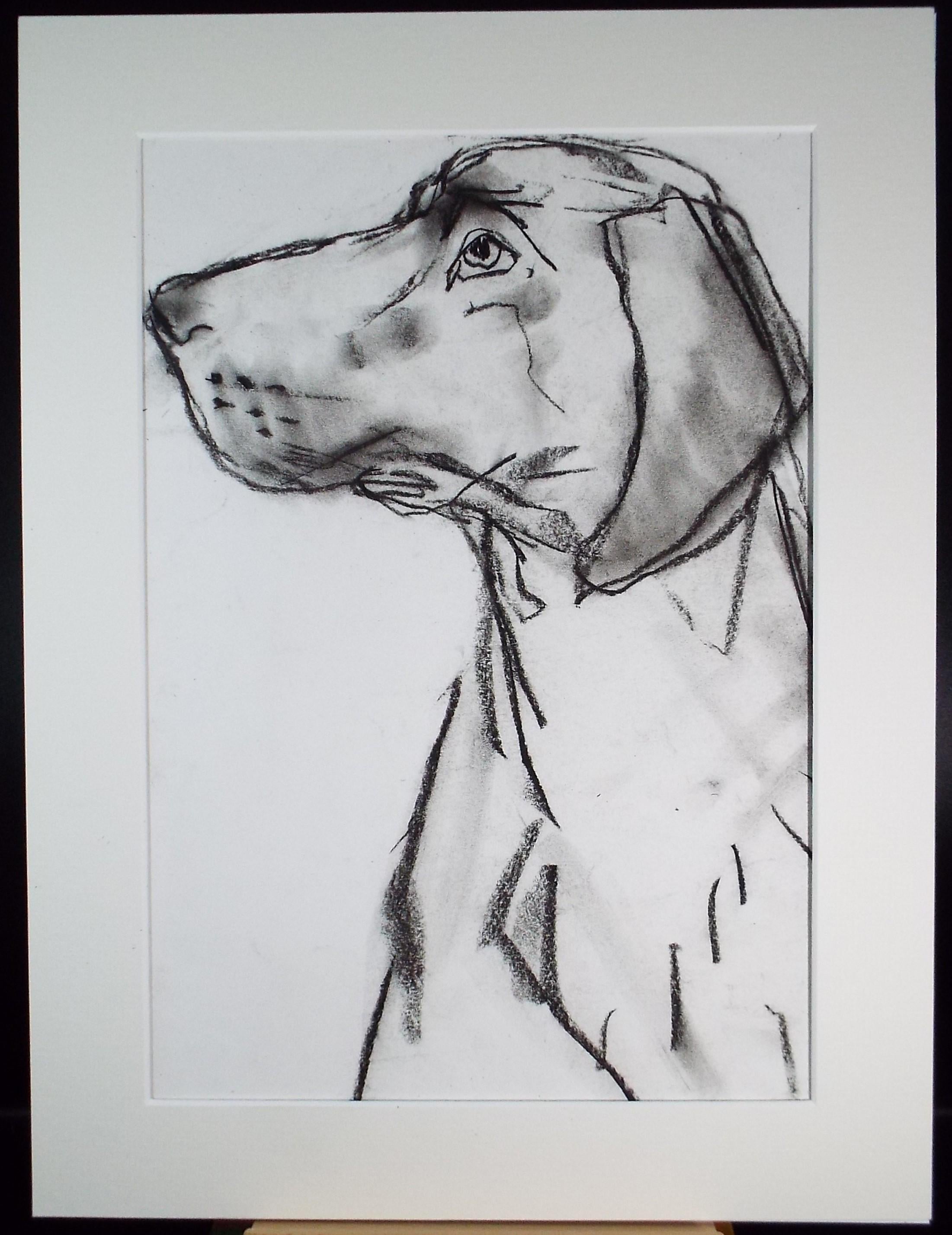 Barbara Karn (b1949) Original Charcoal/Conte Drawing ,'Labrador', Circa 2000