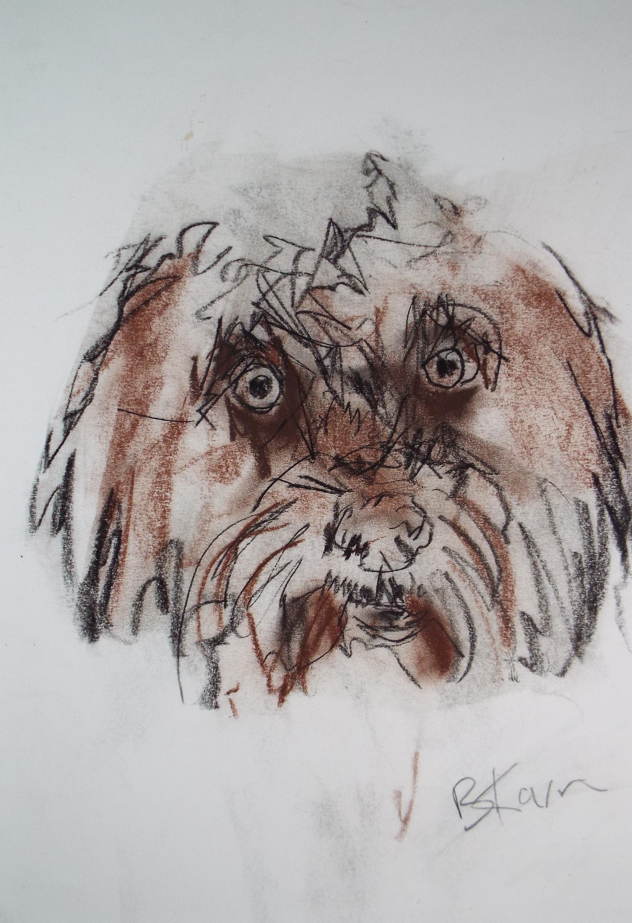 Barbara Karn (b1949) Original Charcoal/Conte Drawing ,'Terrier', Circa 2000