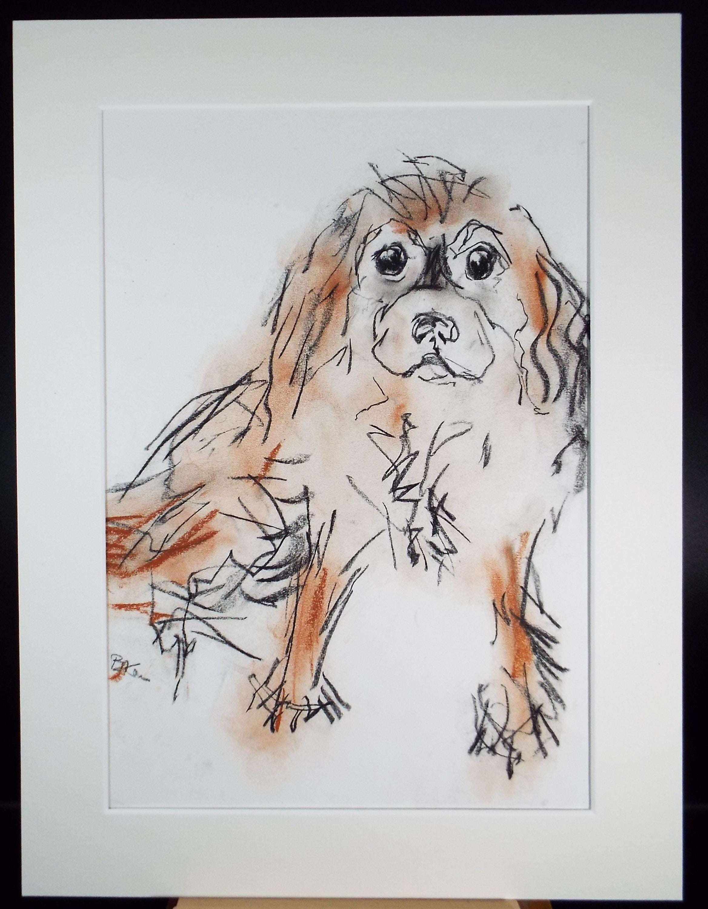 Barbara Karn (b1949) Original Charcoal/Conte Drawing ,'King Charles Spaniel', Circa 2000