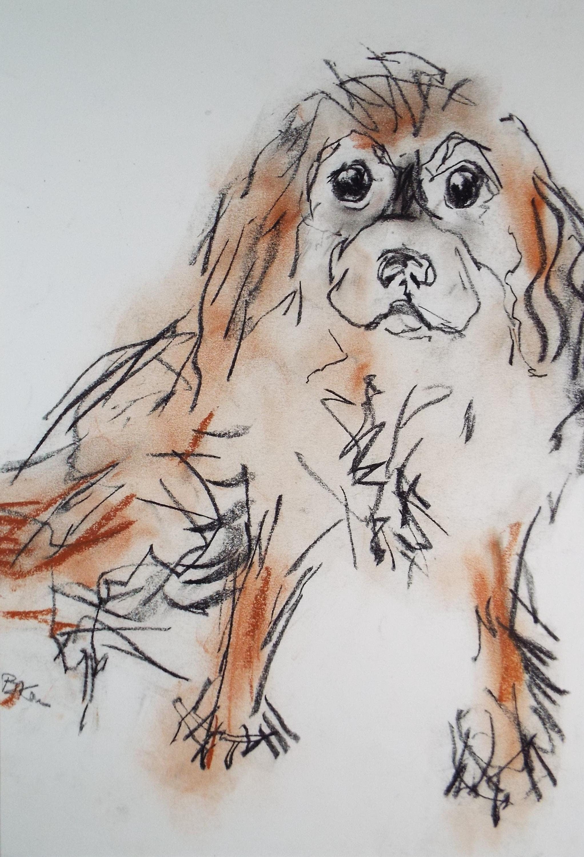 Barbara Karn (b1949) Original Charcoal/Conte Drawing ,'King Charles Spaniel', Circa 2000