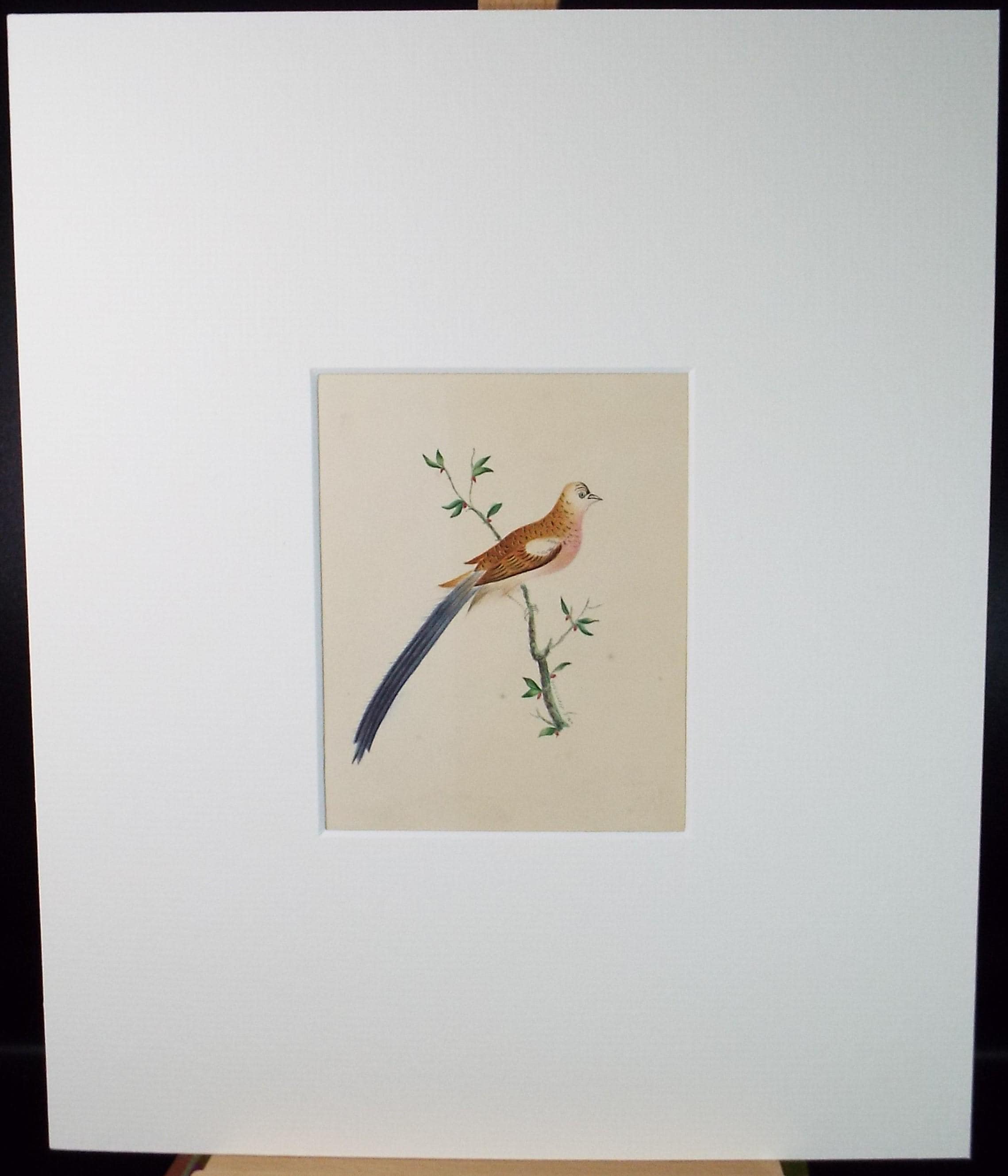 Original watercolour, 'Bird on a Branch', Dated 1837, Artist Unknown