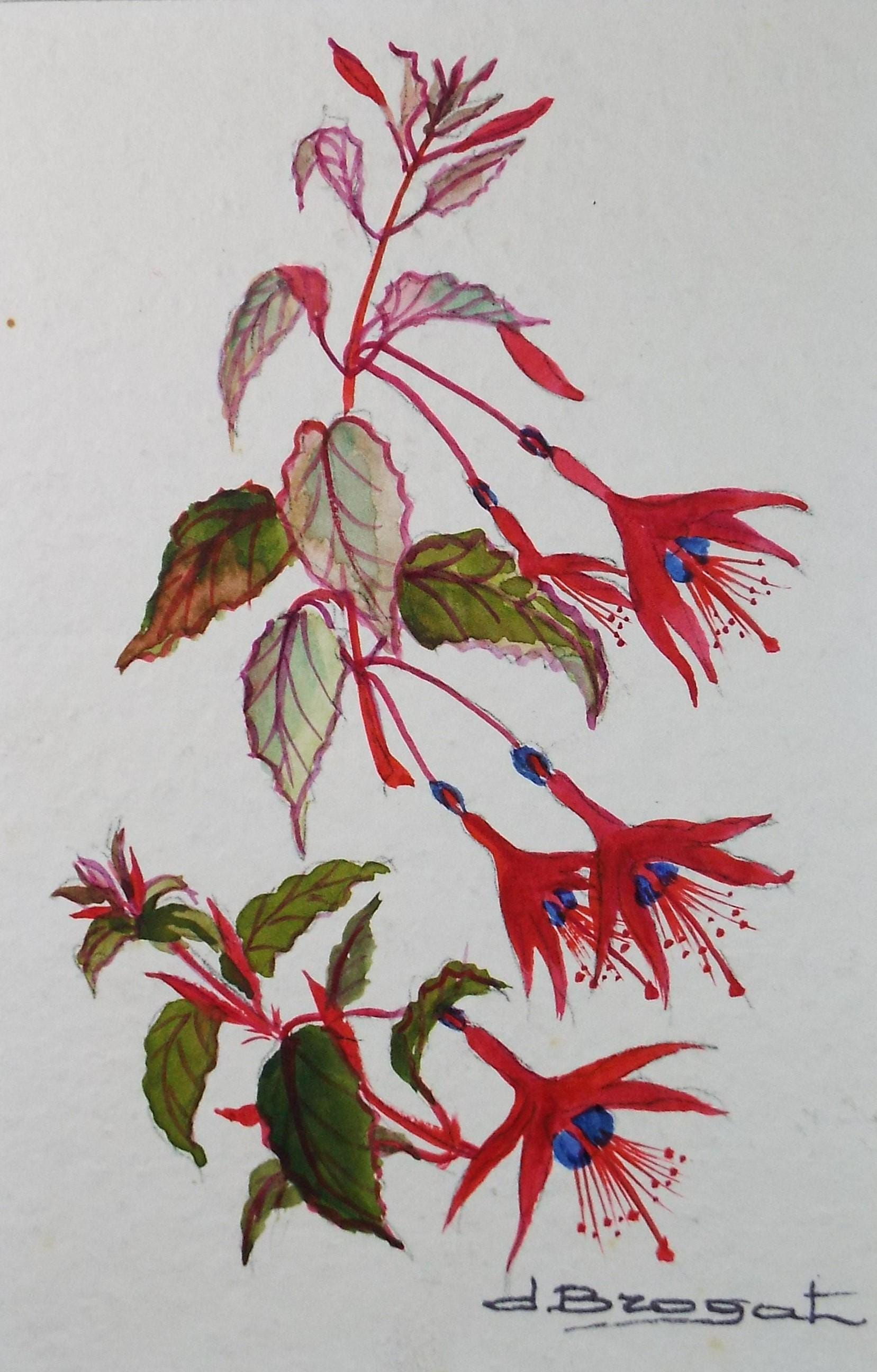 Original Watercolour, 'Fuchsia Study', circa 1960's, artist Unknown