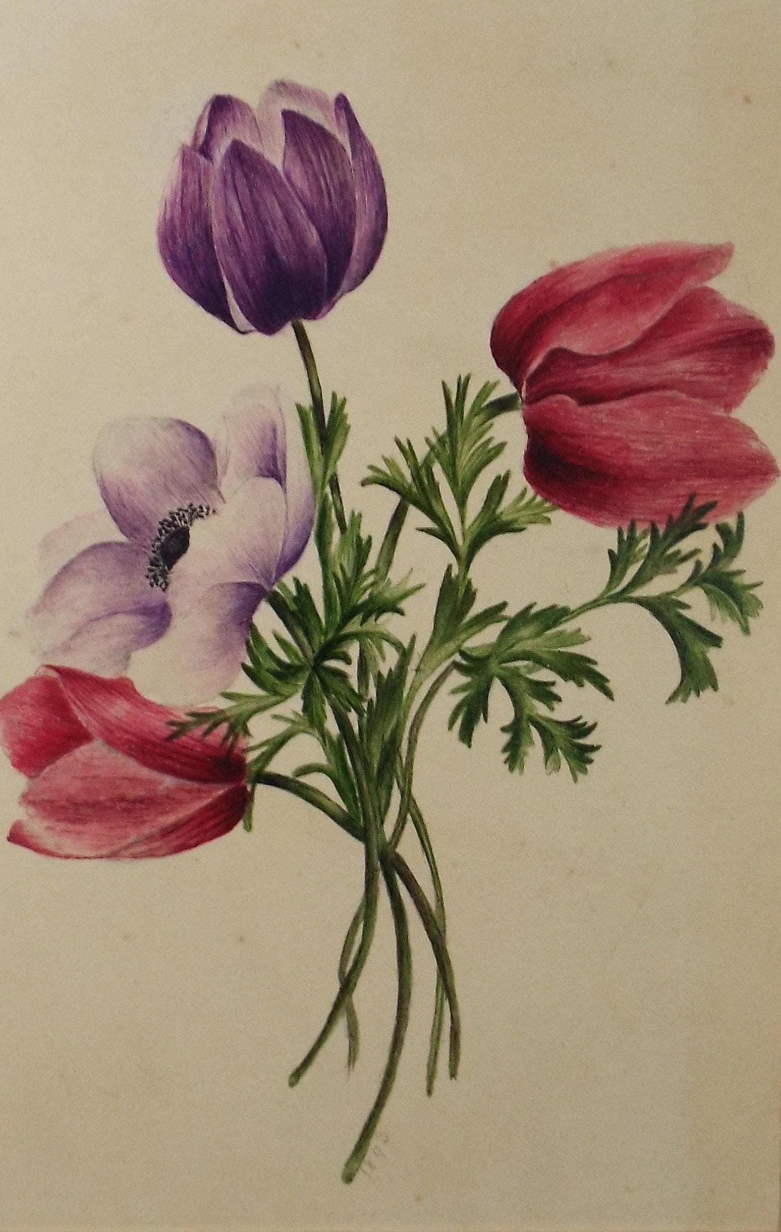 Original Watercolour, 'Poppies and Tulips', dated 1845, artist Unknown