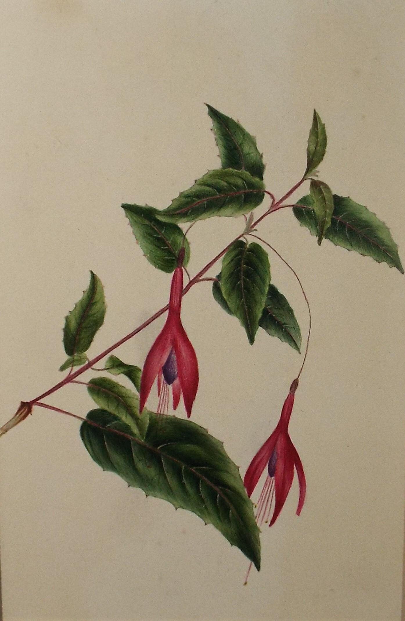 Original Watercolour, 'Study of Fuchsia', circa 1840's, artist Unknown