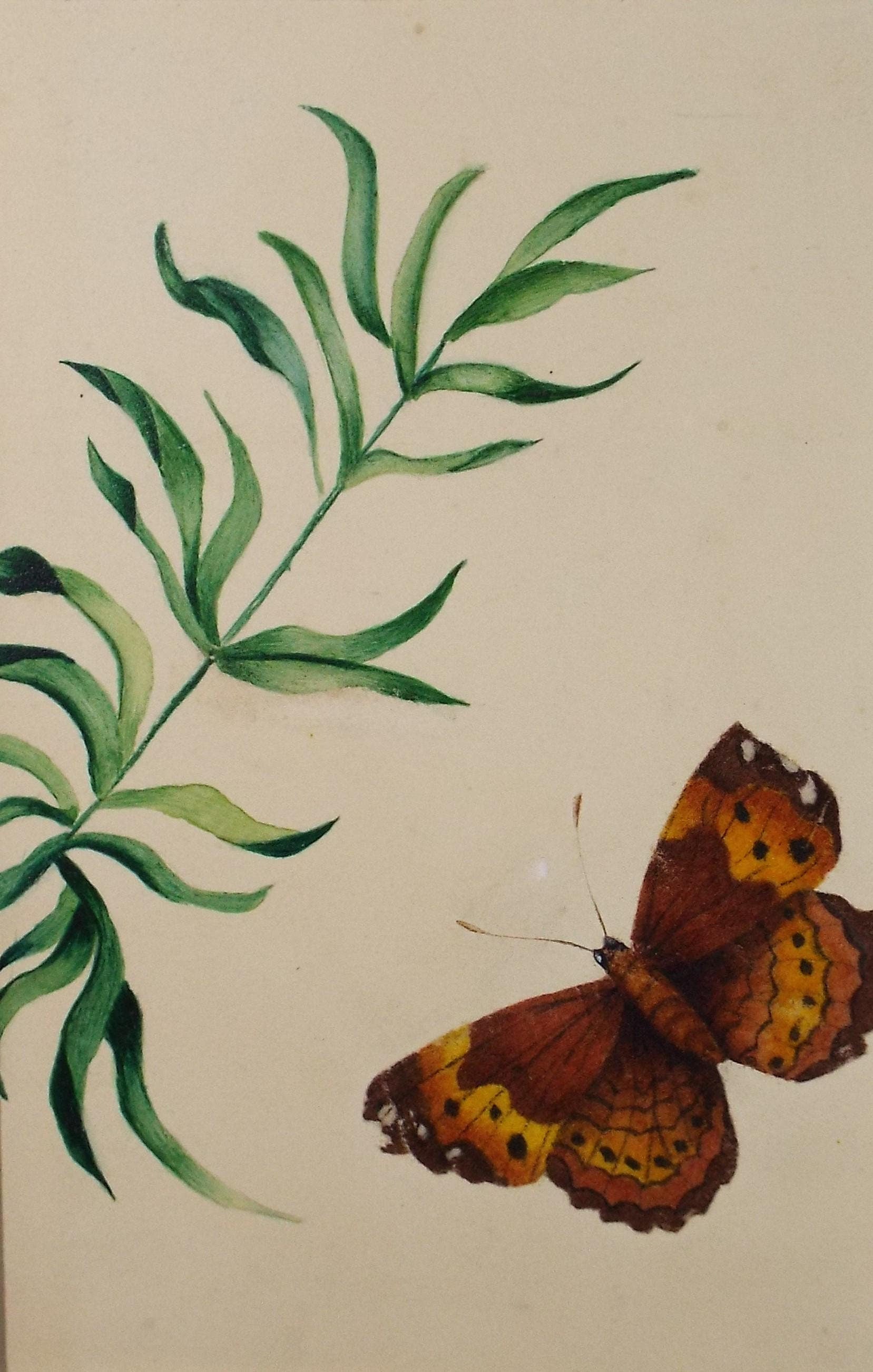 Original Watercolour, 'Study of a moth', circa 1840's, artist Unknown