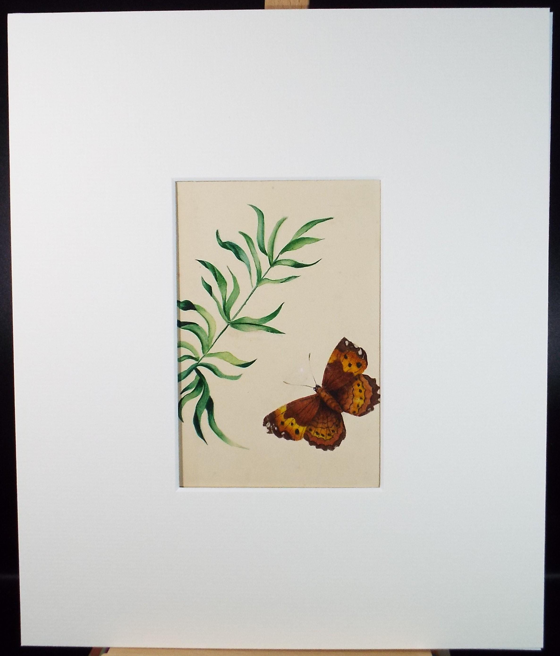 Original Watercolour, 'Study of a moth', circa 1840's, artist Unknown