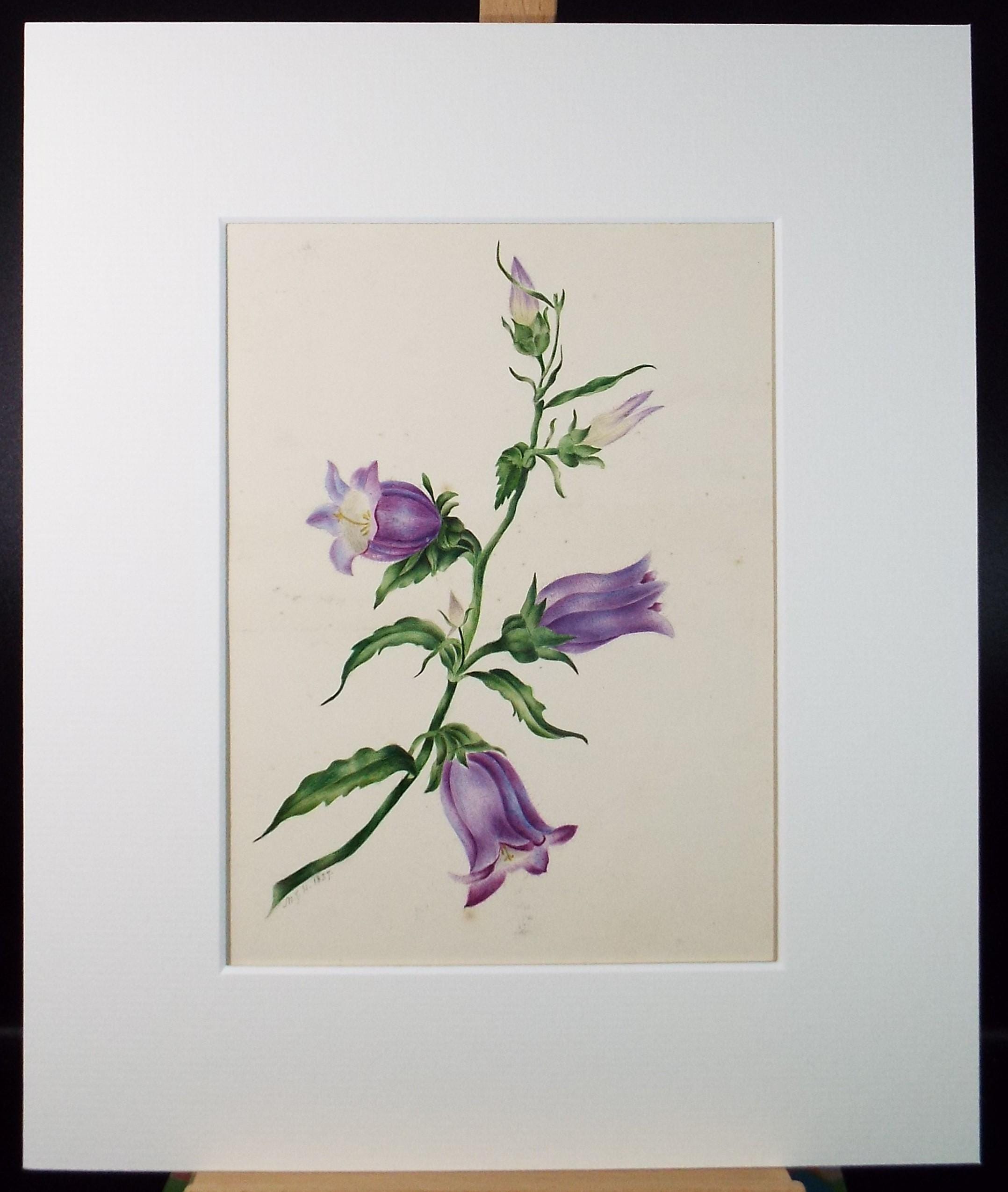 Original Watercolour, 'Harebells', circa 1880's, artist Unknown