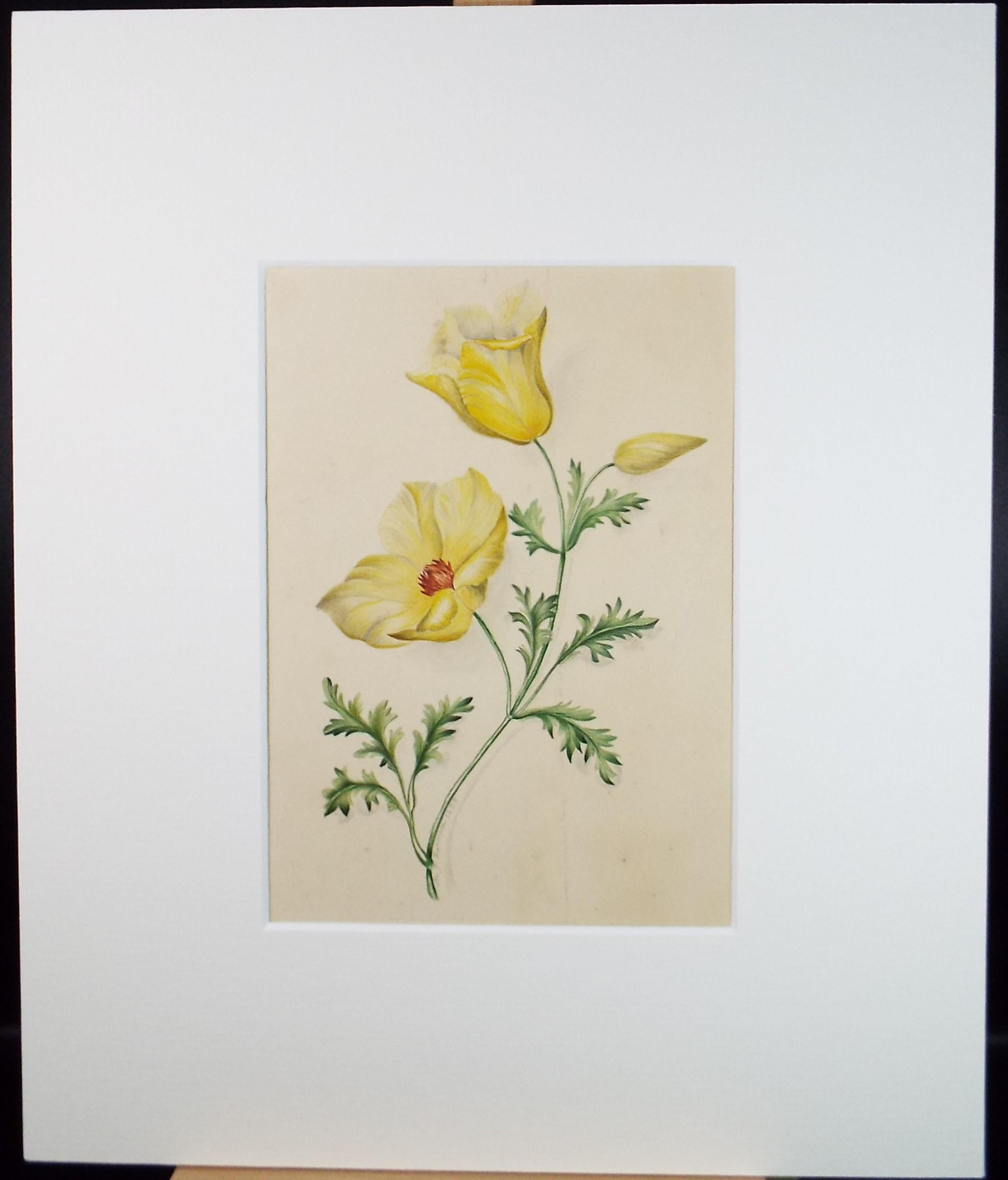 Original Watercolour, 'Evening Primrose', Dated 1838, artist Unknown