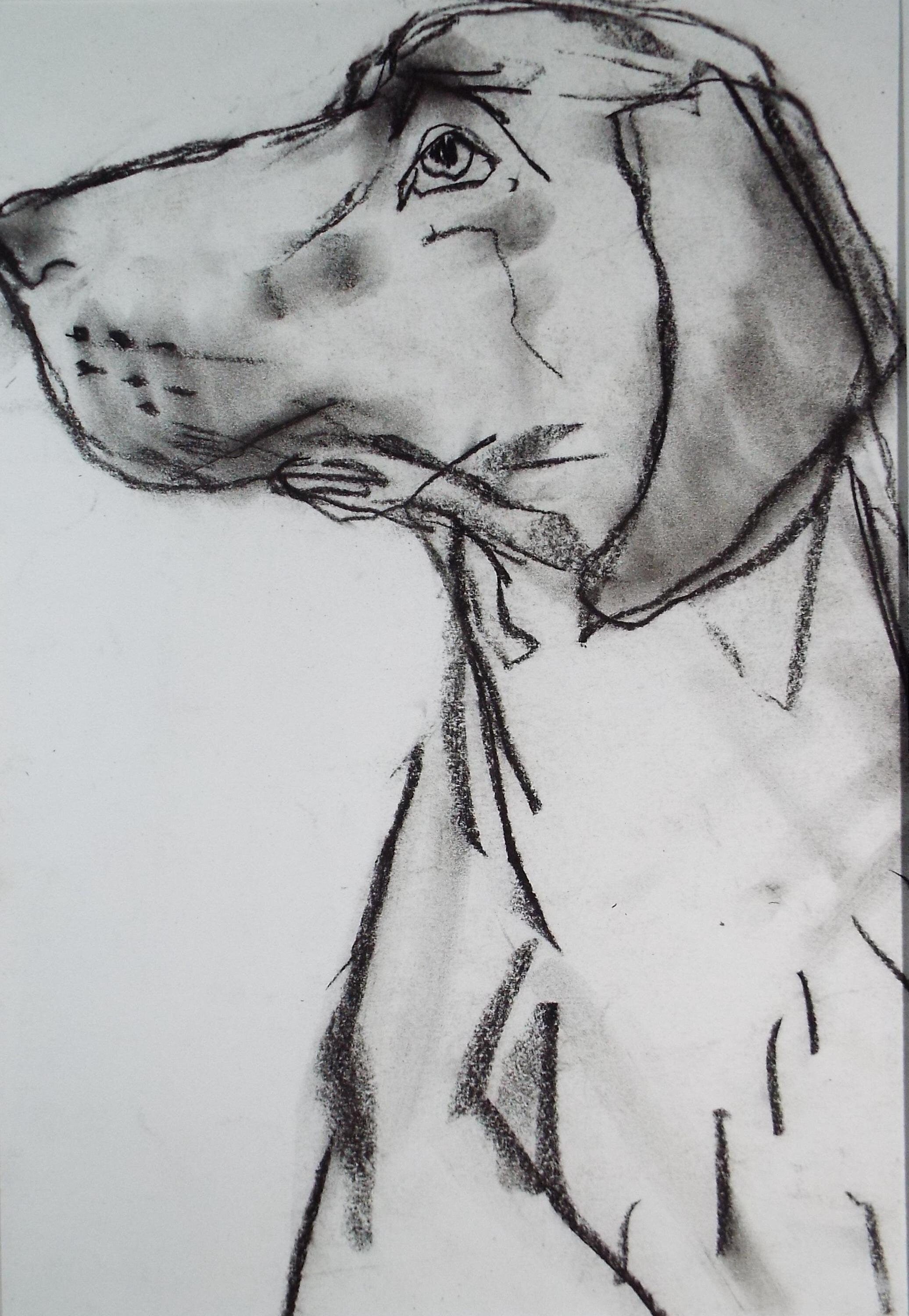 Barbara Karn (b1949) Original Charcoal/Conte Drawing ,'Labrador', Circa 2000