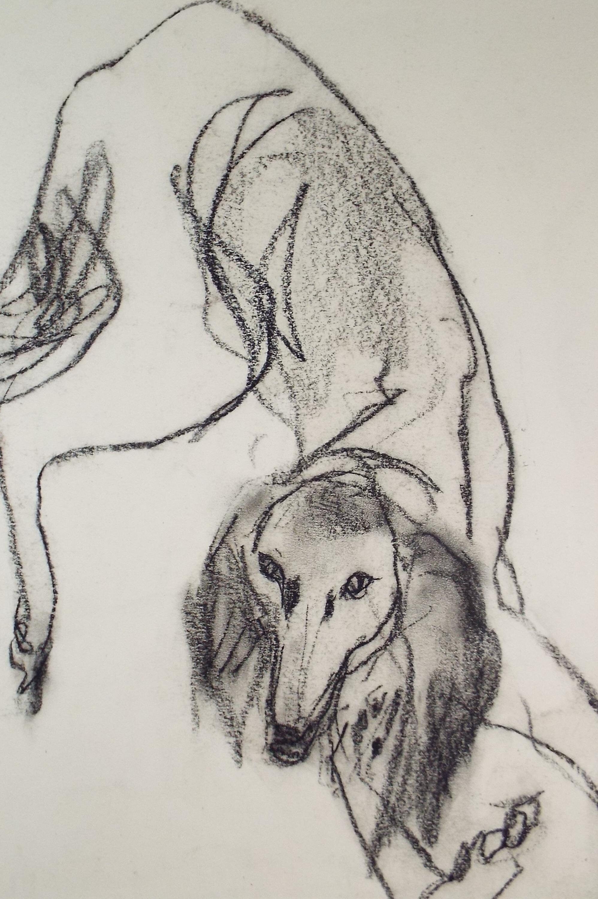 Barbara Karn (b1949) Original Charcoal/Conte Drawing ,'Mutt', Circa 2000