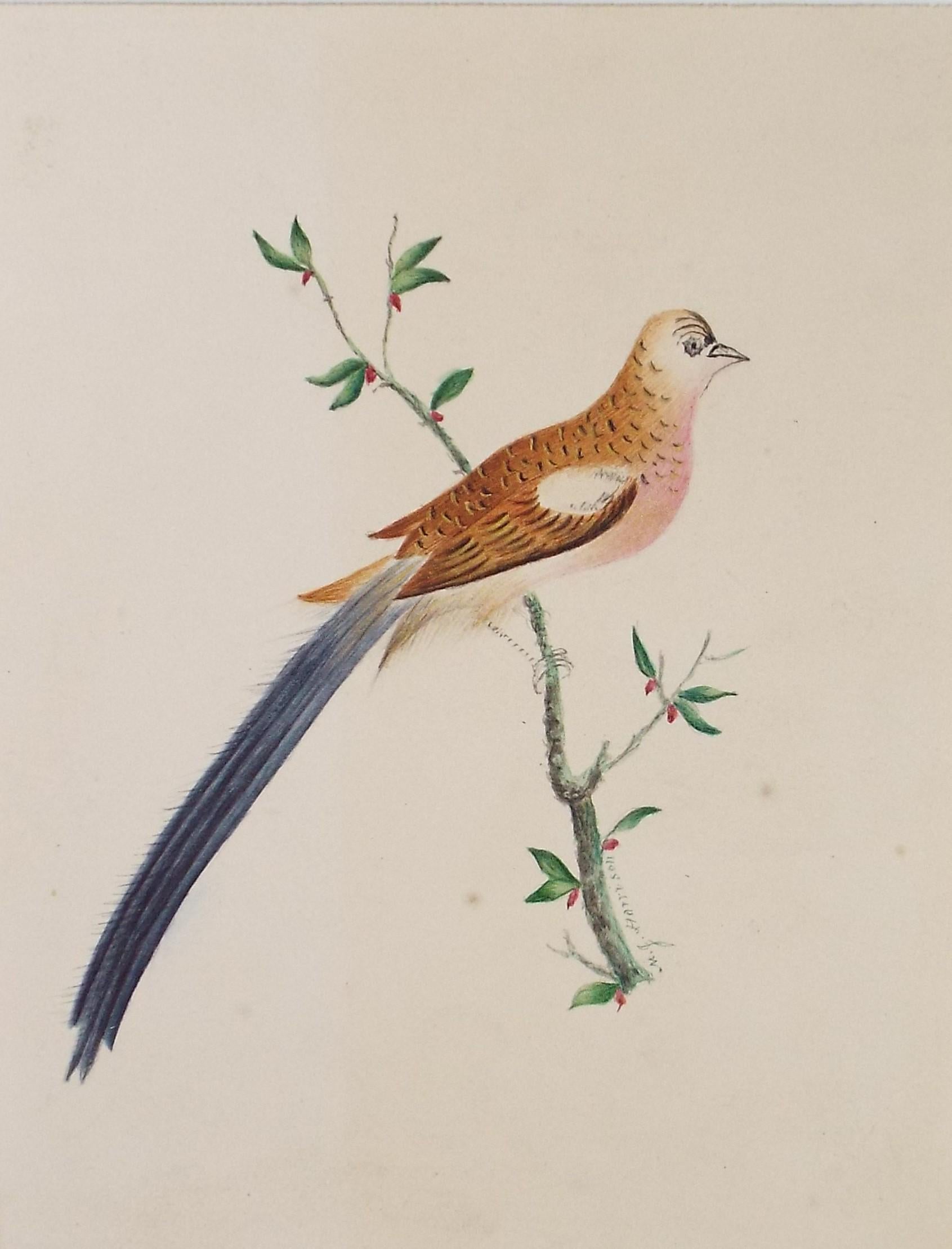 Original watercolour, 'Bird on a Branch', Dated 1837, Artist Unknown