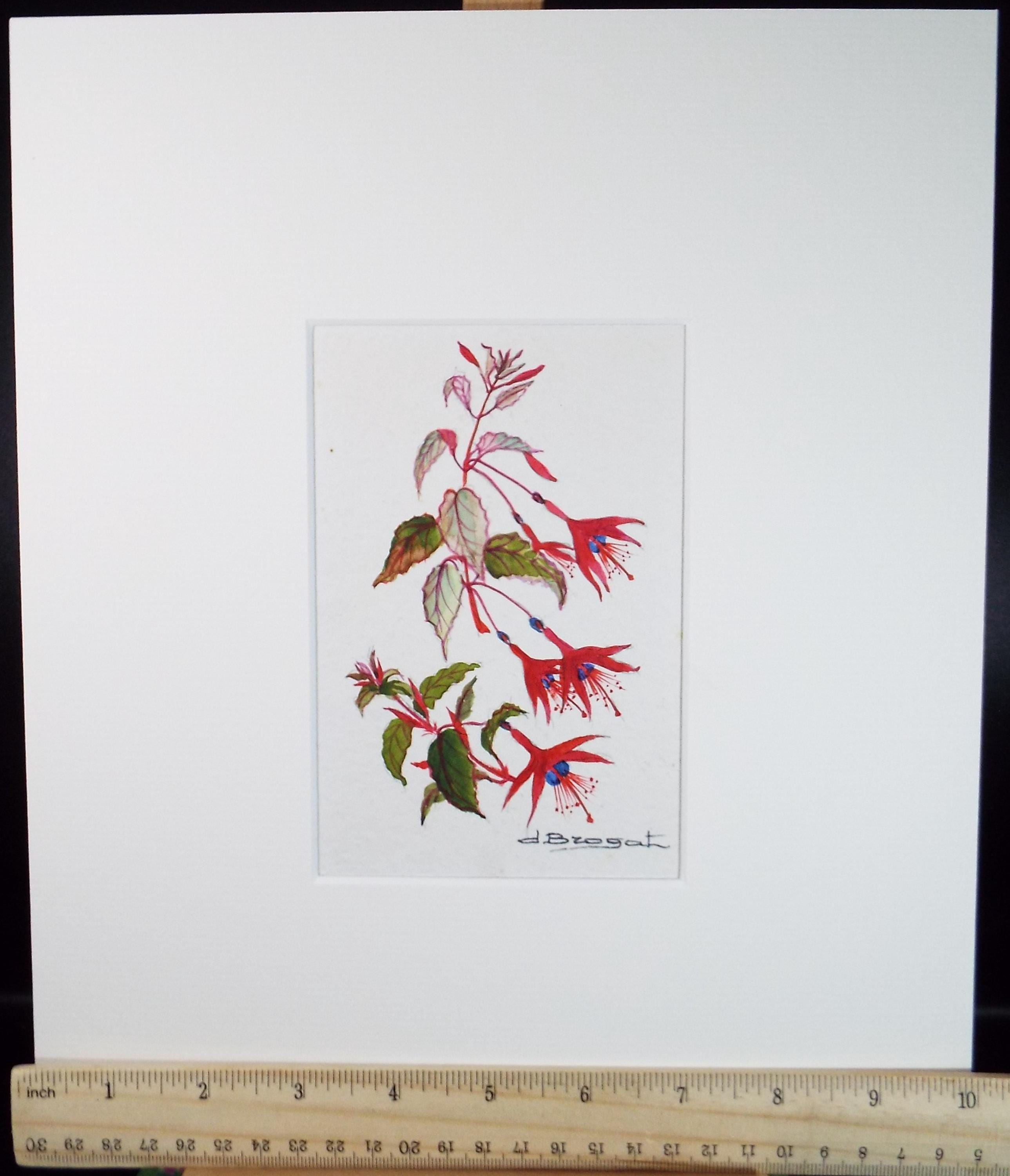 Original Watercolour, 'Fuchsia Study', circa 1960's, artist Unknown