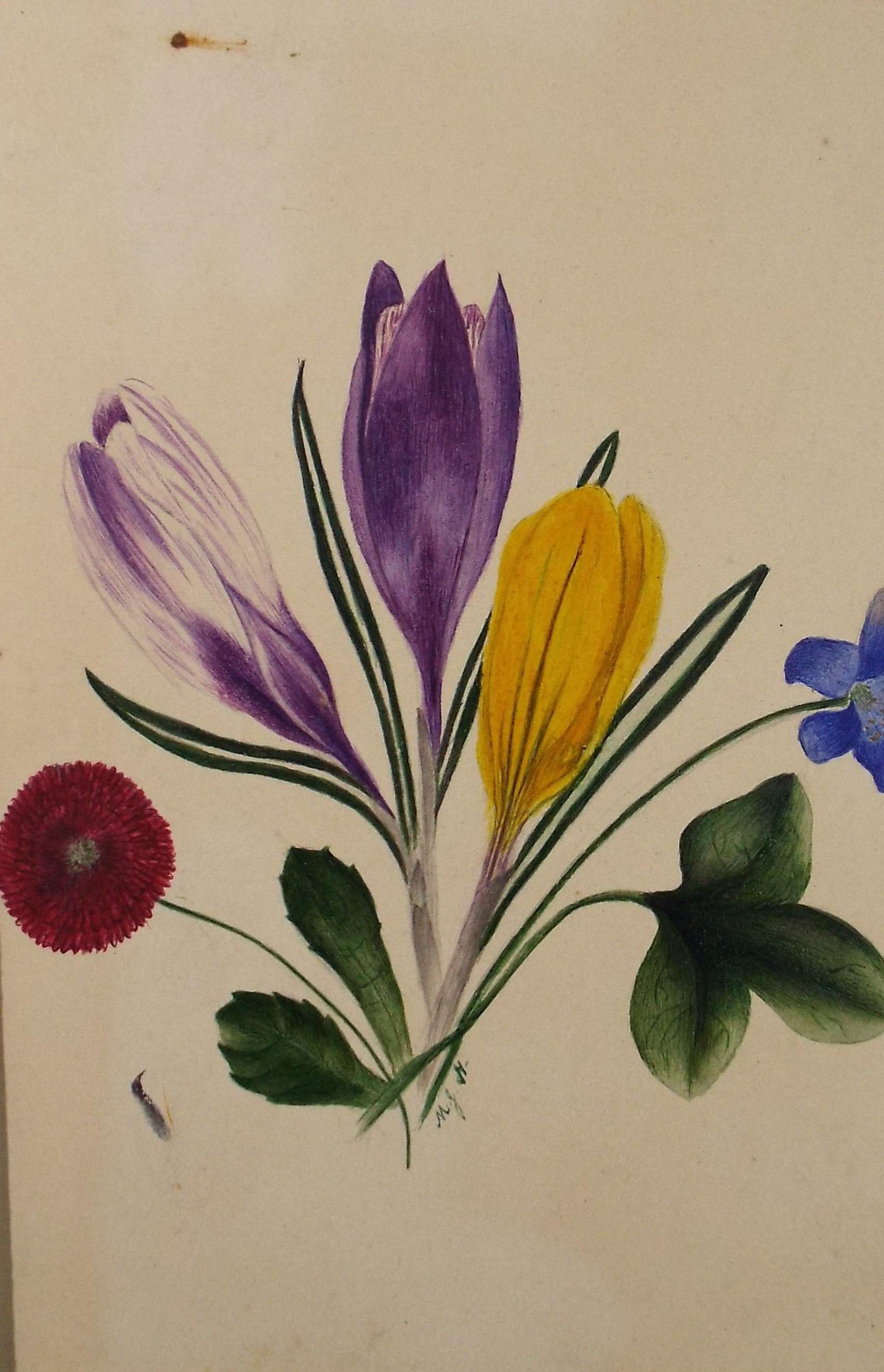 Original Watercolour, 'Study of Crocus', circa 1840's, artist Unknown