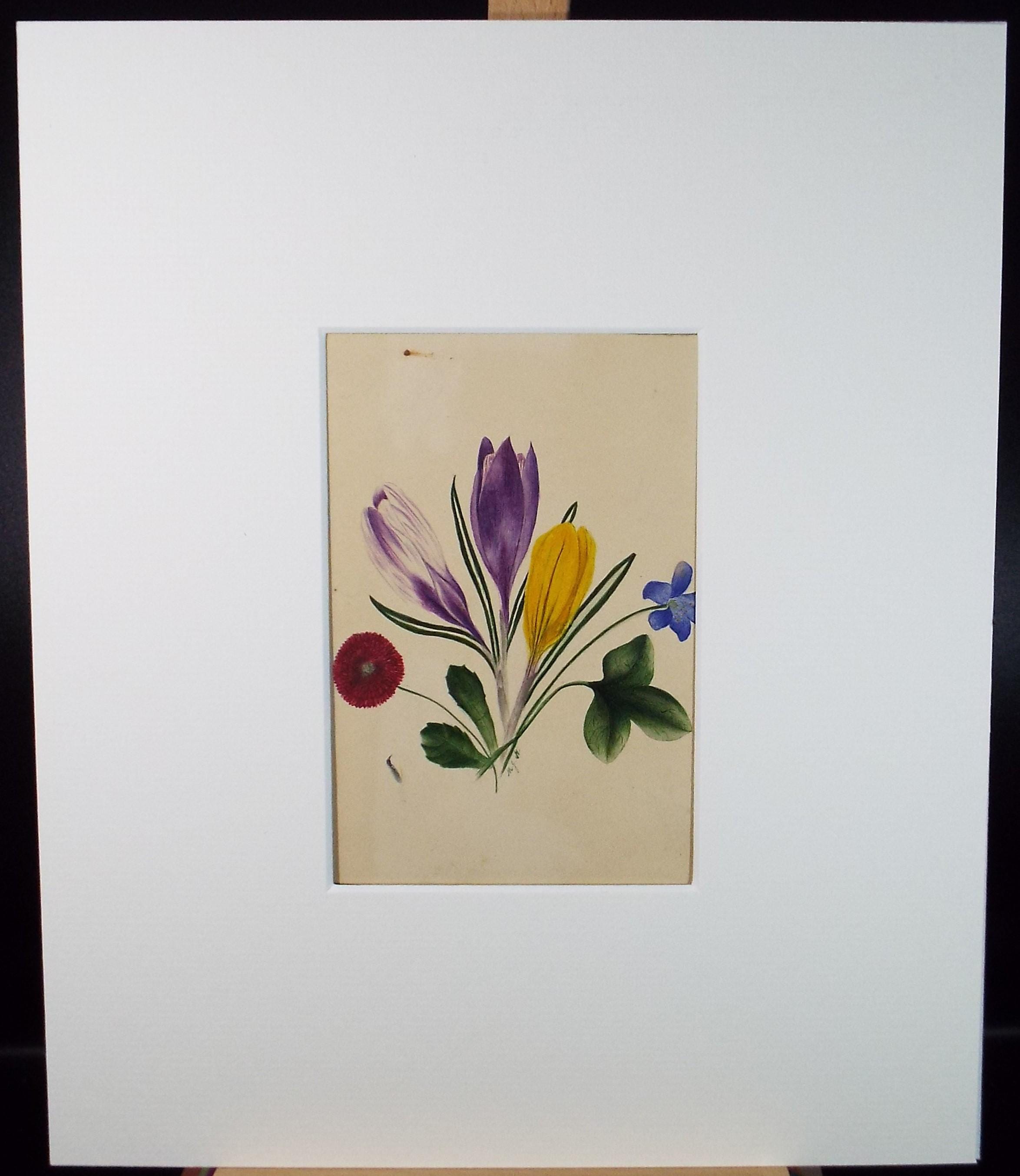 Original Watercolour, 'Study of Crocus', circa 1840's, artist Unknown