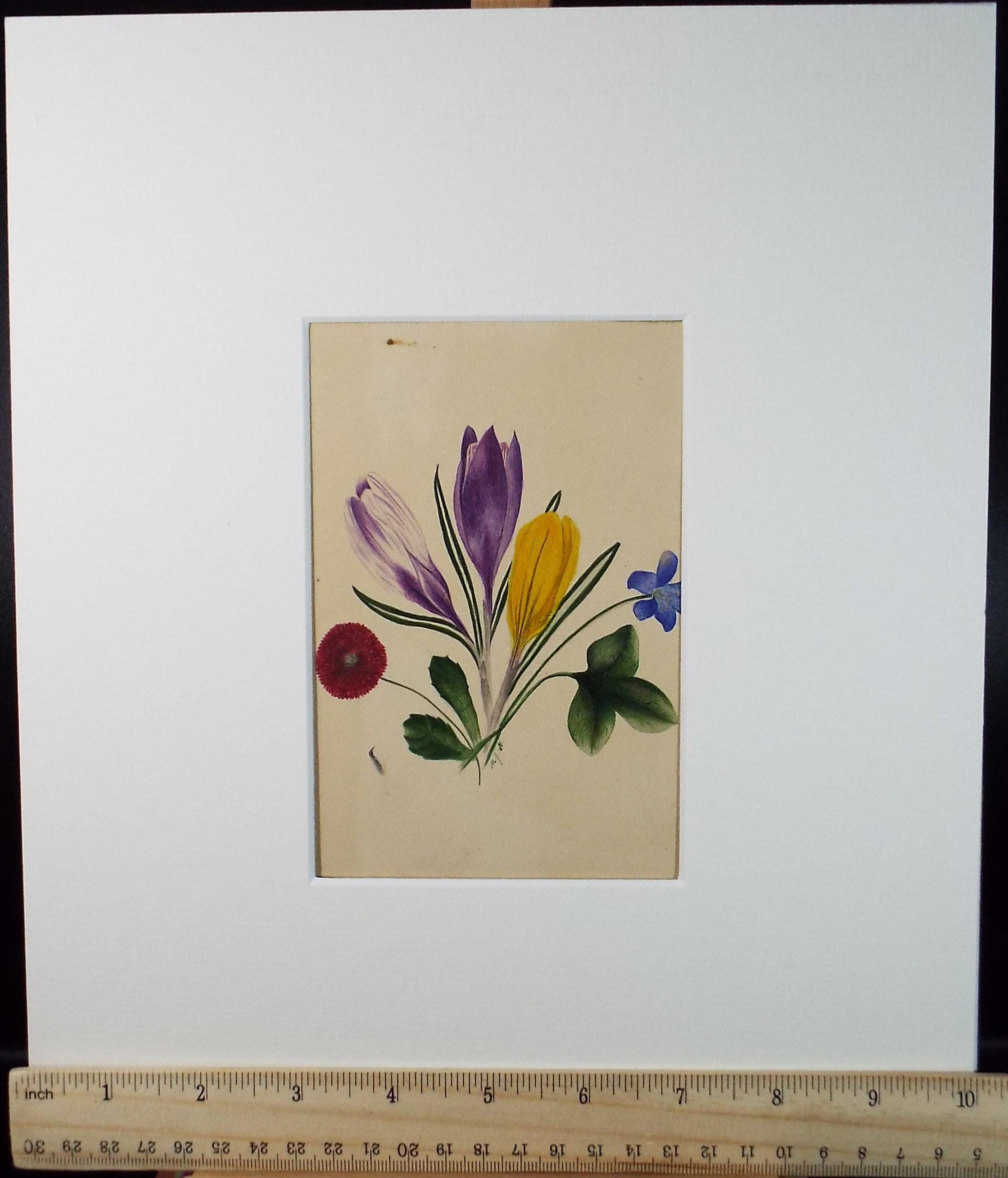 Original Watercolour, 'Study of Crocus', circa 1840's, artist Unknown