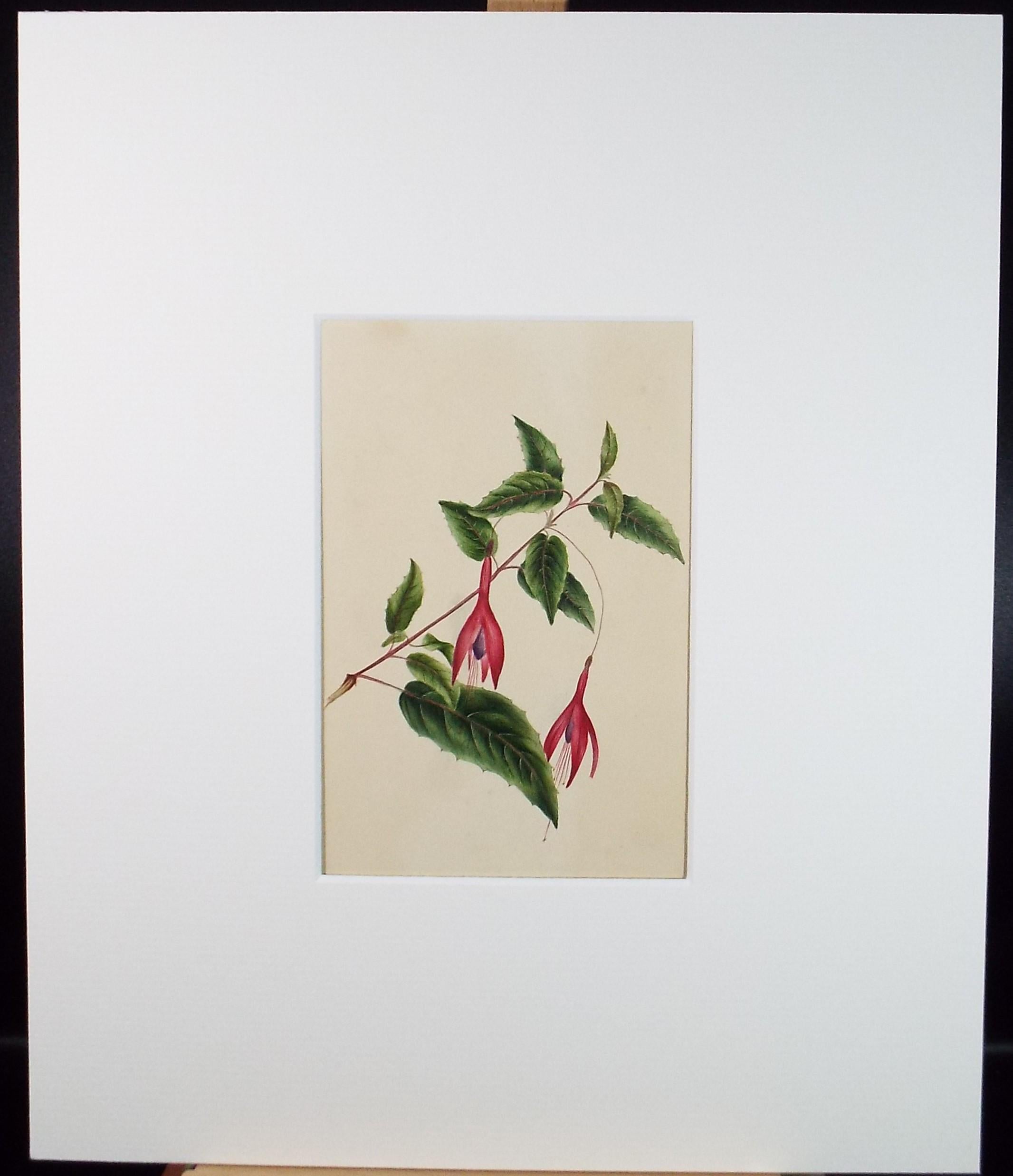 Original Watercolour, 'Study of Fuchsia', circa 1840's, artist Unknown