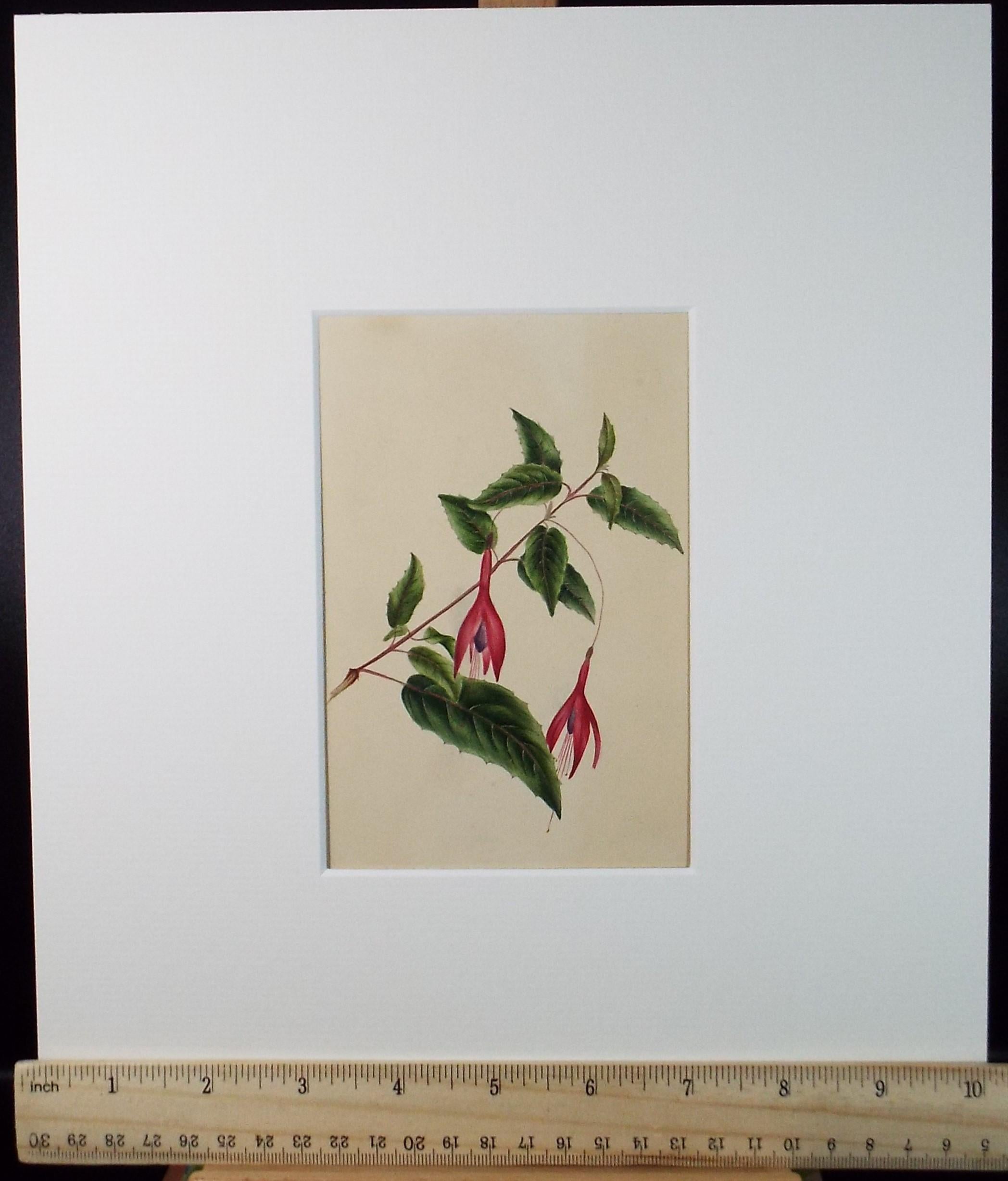 Original Watercolour, 'Study of Fuchsia', circa 1840's, artist Unknown