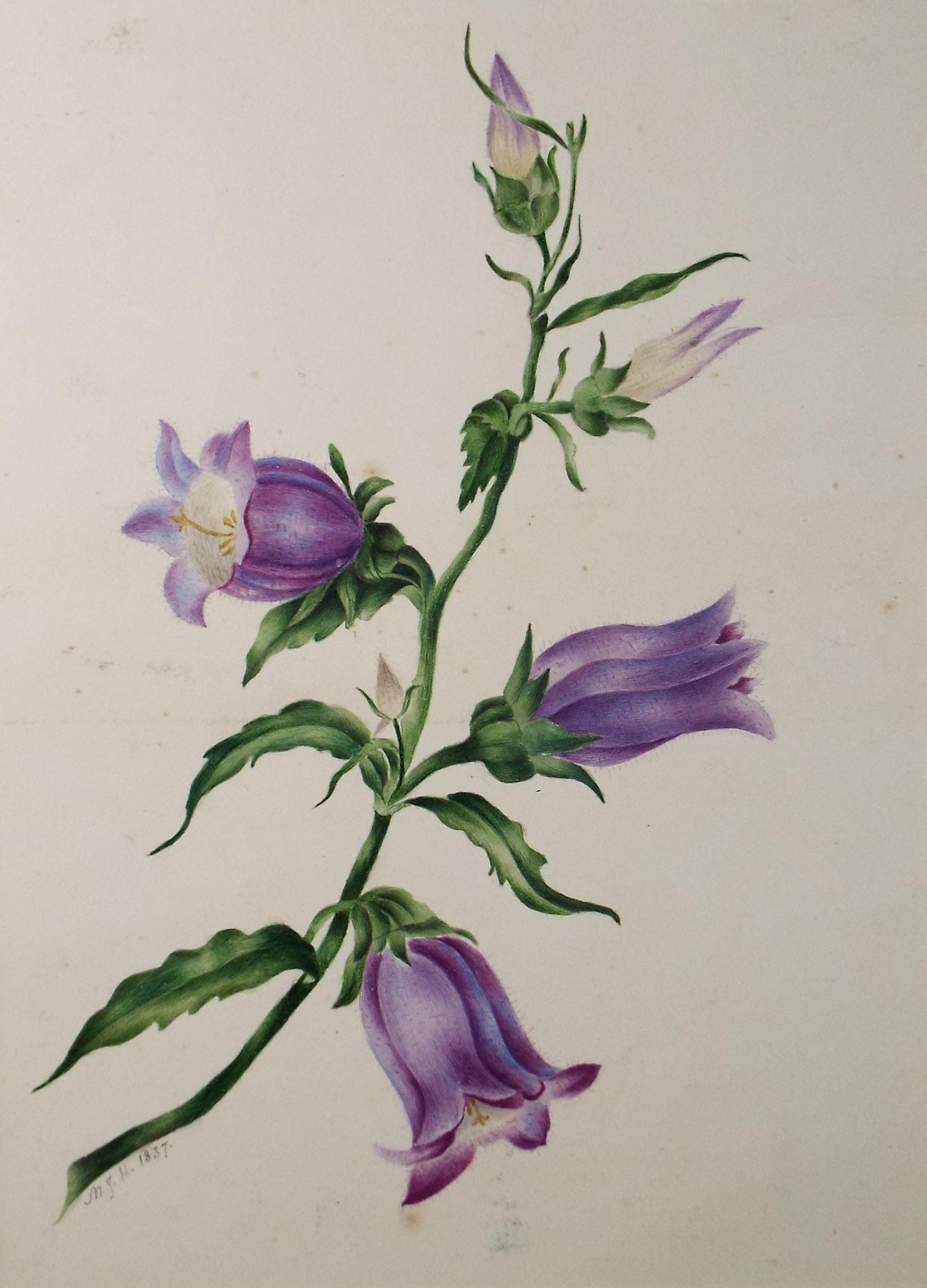 Original Watercolour, 'Harebells', circa 1880's, artist Unknown