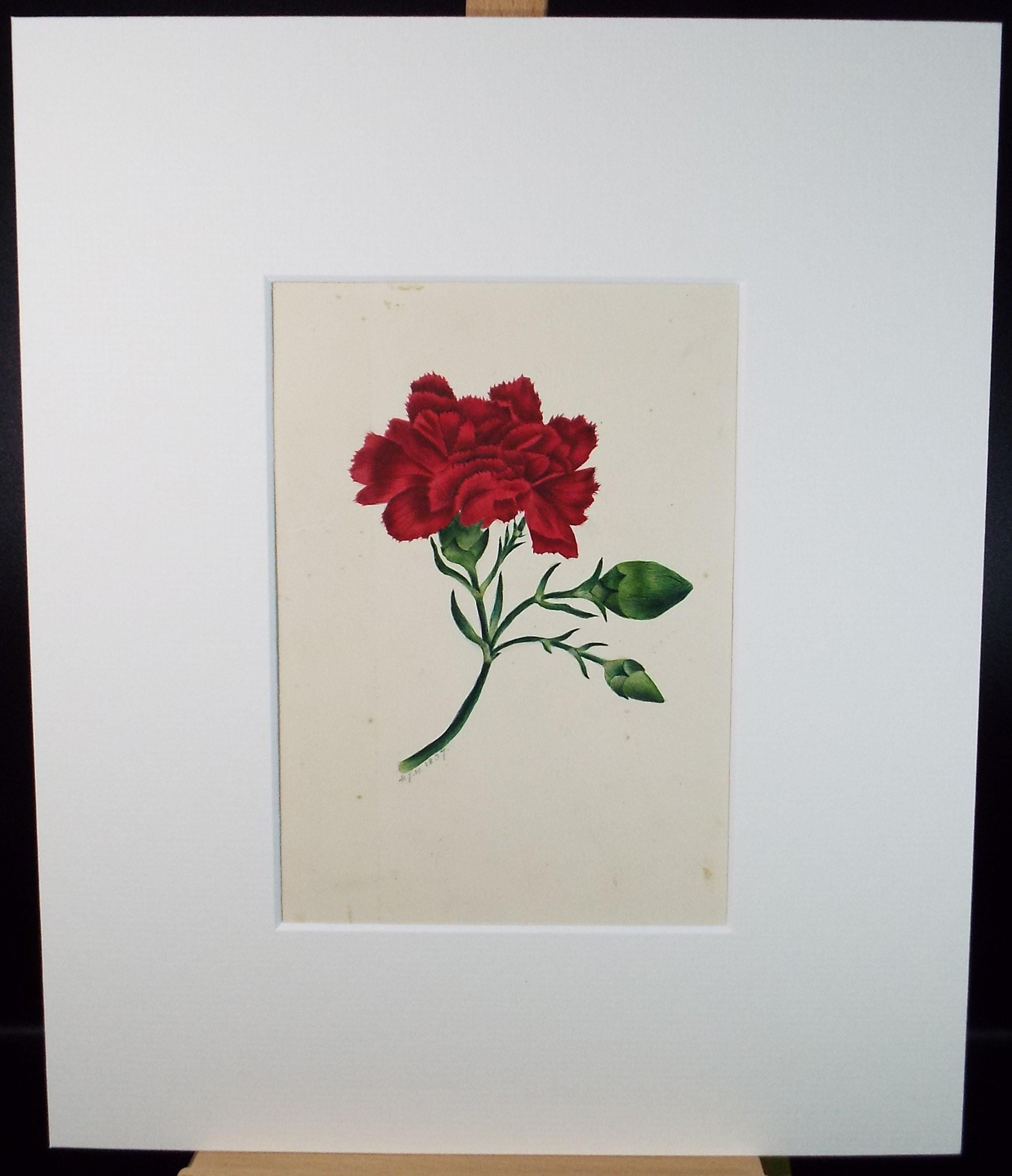 Original Watercolour, 'Red Carnation', Dated 1837, artist Unknown