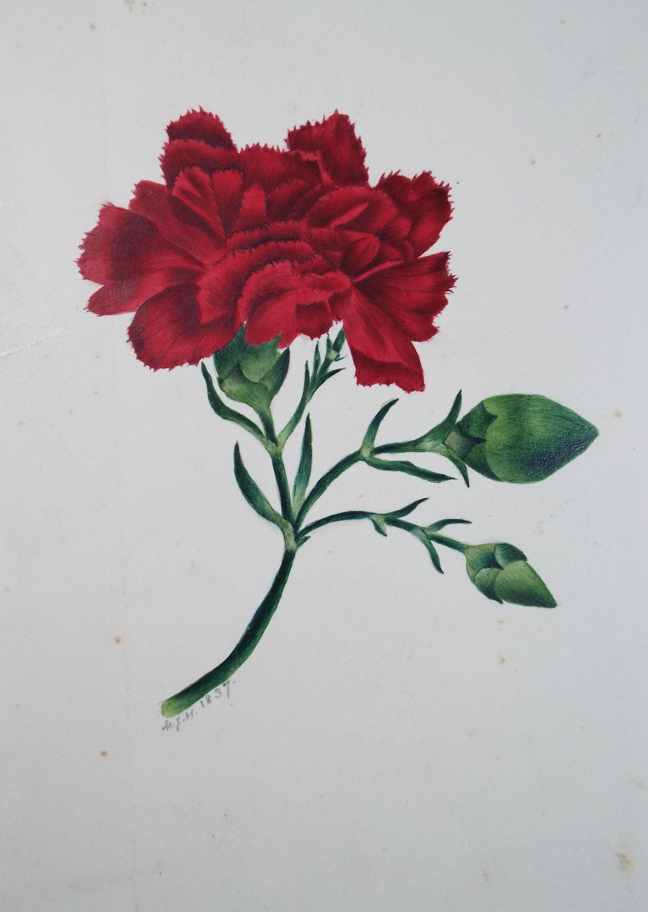 Original Watercolour, 'Red Carnation', Dated 1837, artist Unknown