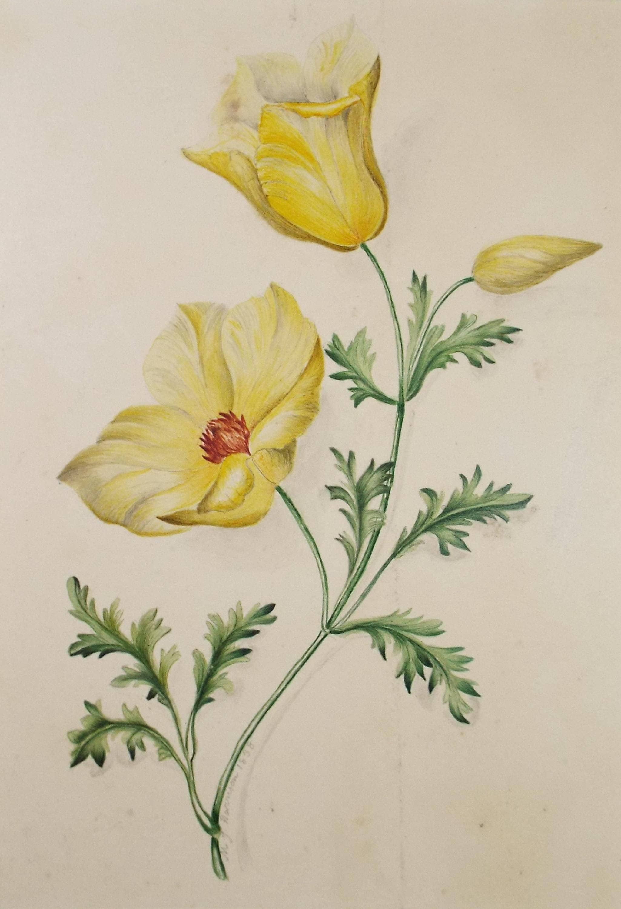 Original Watercolour, 'Evening Primrose', Dated 1838, artist Unknown