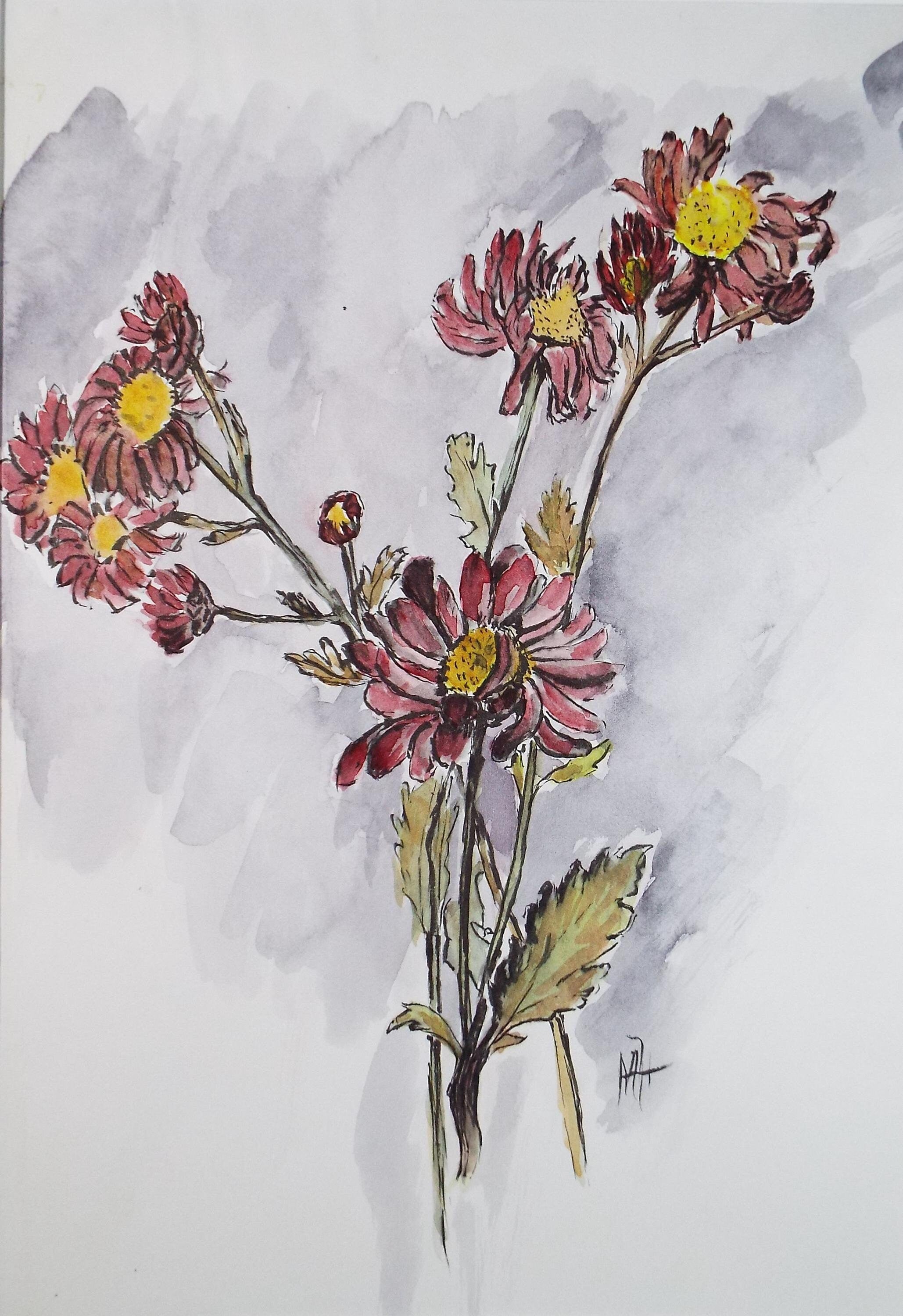 Original Watercolour, 'Echinacea Study', Marie W. Hiorns, circa 1980's