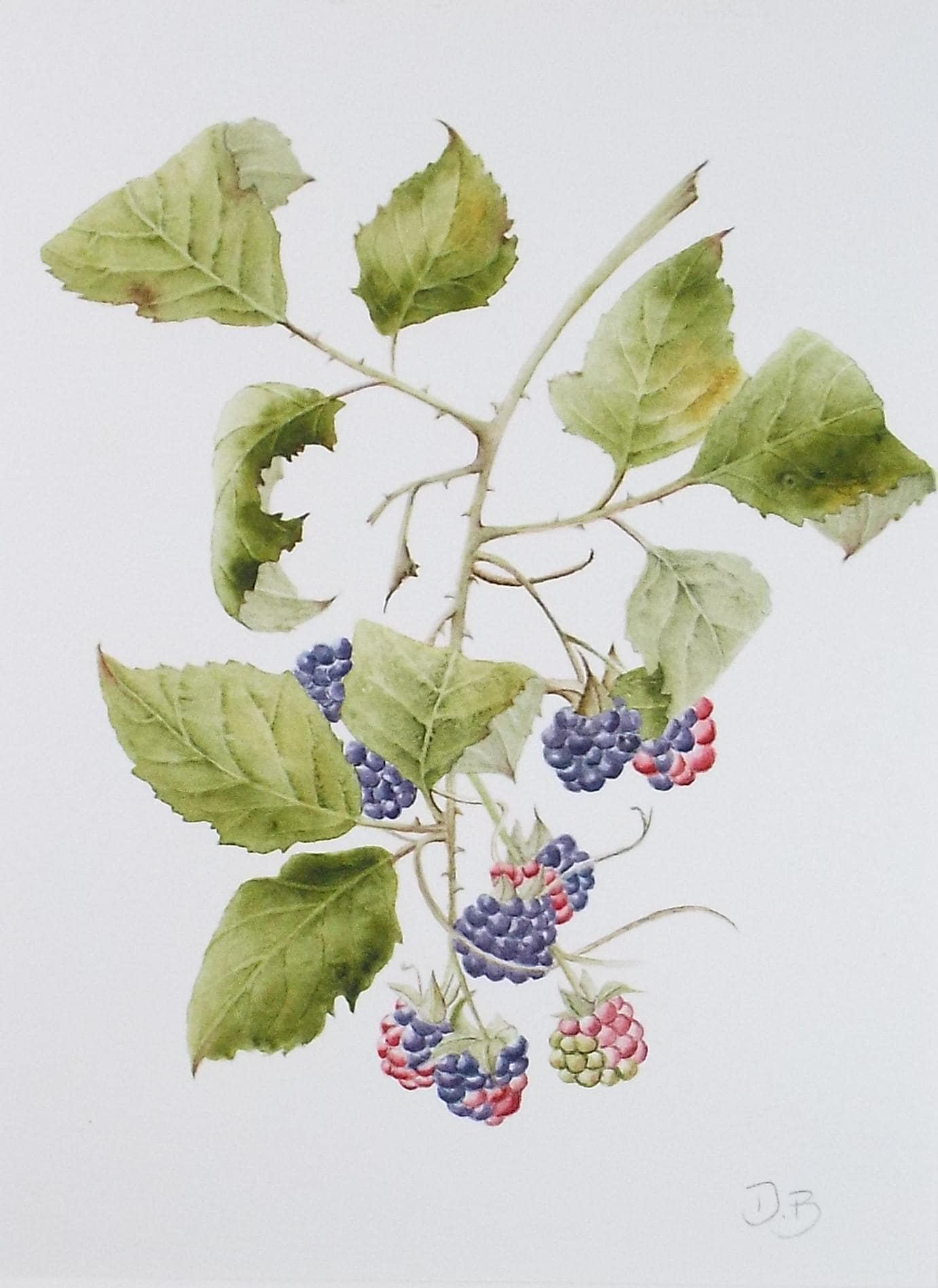 Original Watercolour, 'Blackberries', Circa 1990's, Diane Bowley (20th Century, British)