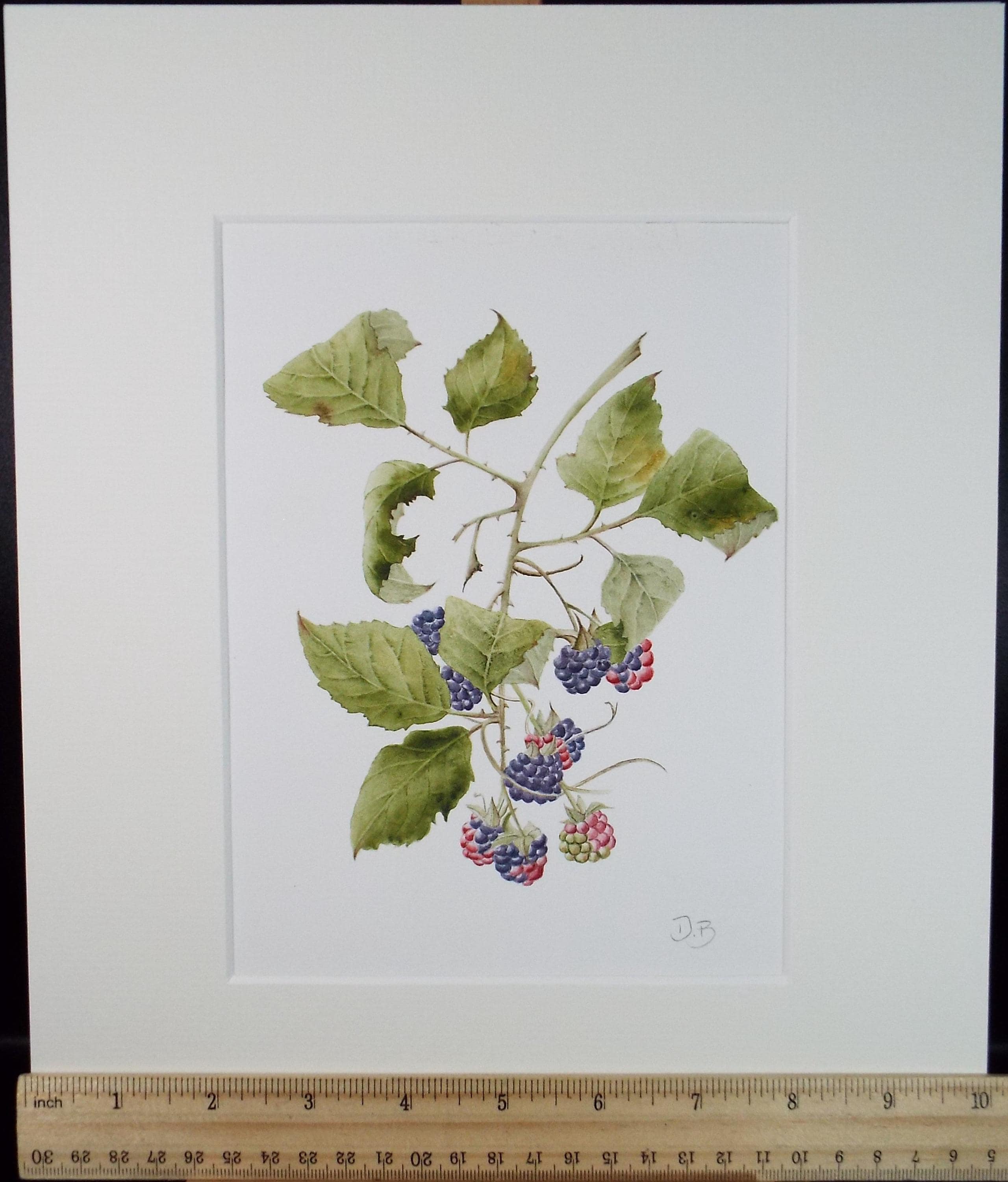 Original Watercolour, 'Blackberries', Circa 1990's, Diane Bowley (20th Century, British)