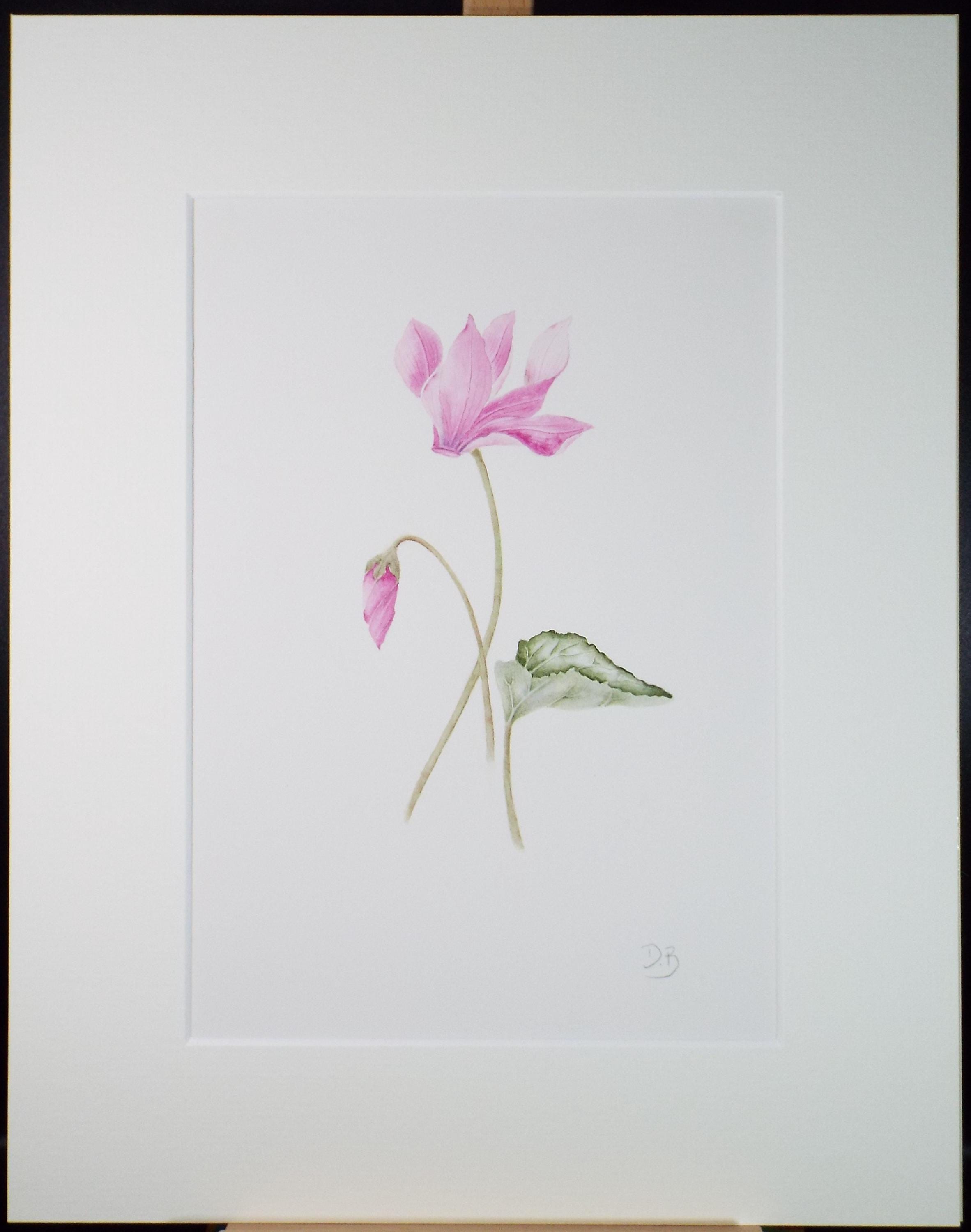 Original Watercolour, 'Cyclamen', Circa 1990's, Diane Bowley (20th Century, British)