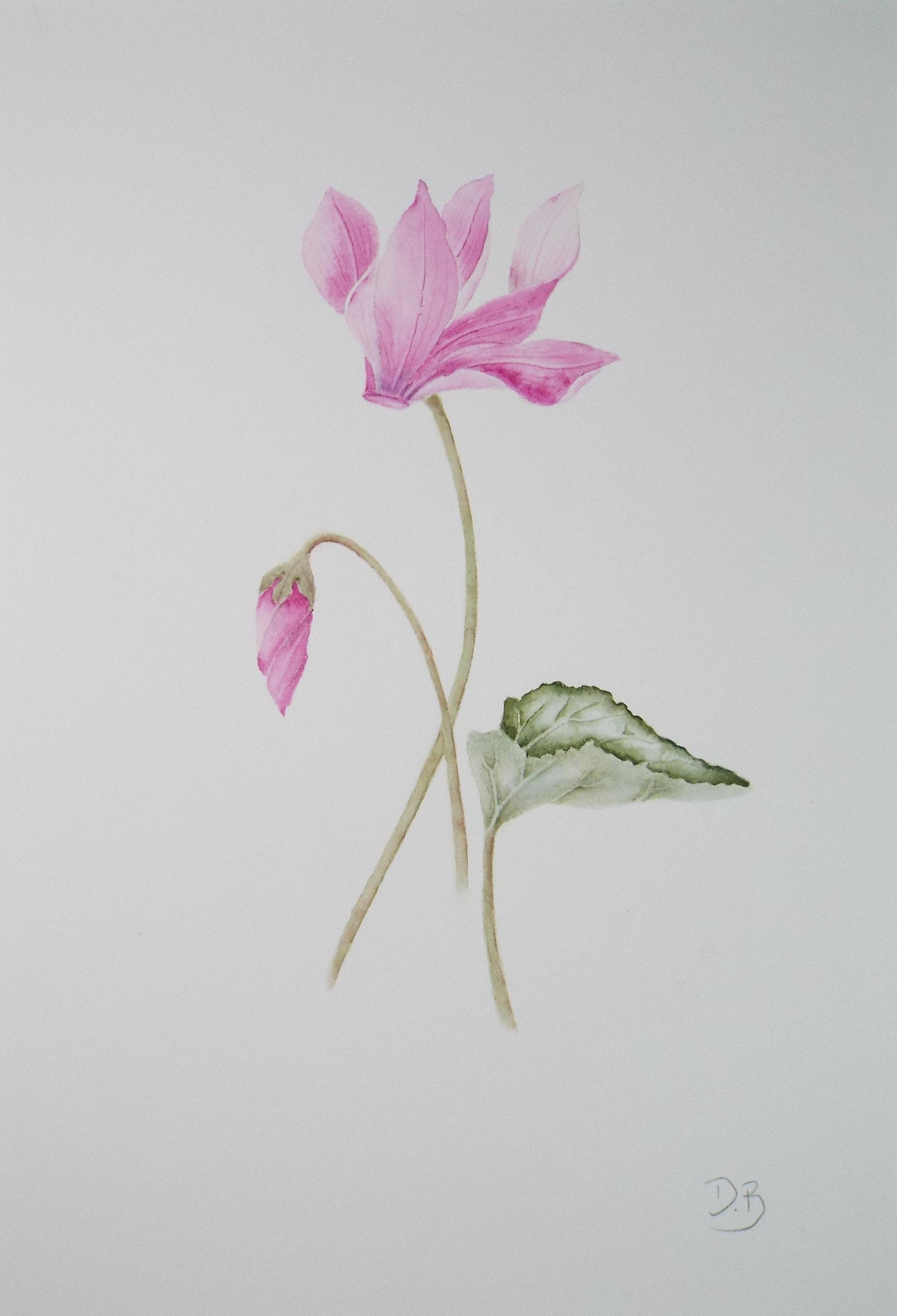 Original Watercolour, 'Cyclamen', Circa 1990's, Diane Bowley (20th Century, British)