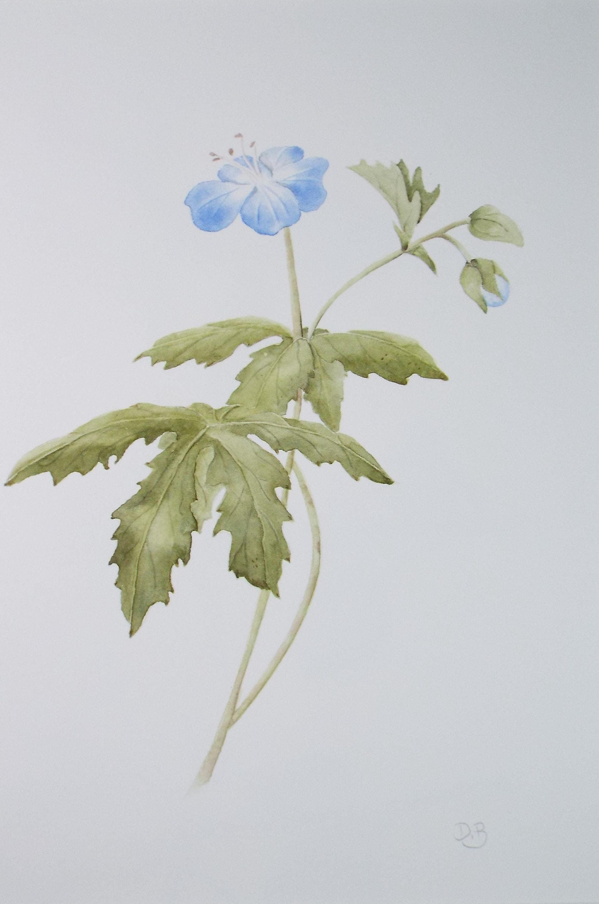 Original Watercolour, 'Cranesbill Geranium', Circa 1990's, Diane Bowley (20th Century, British)