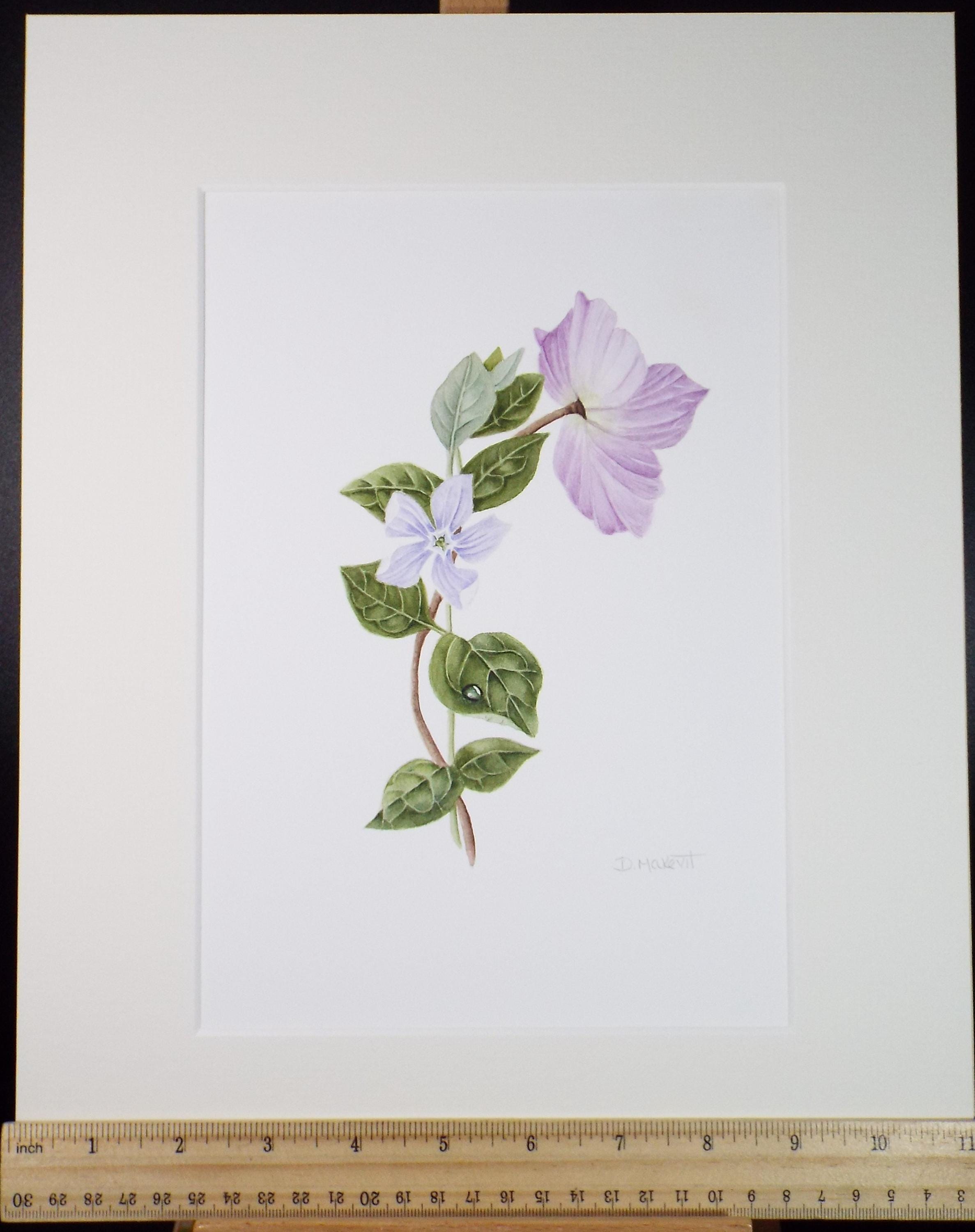 Original Watercolour, 'Hellebore & Periwinkle', Circa 1990's, Diane Bowley (20th Century, British)