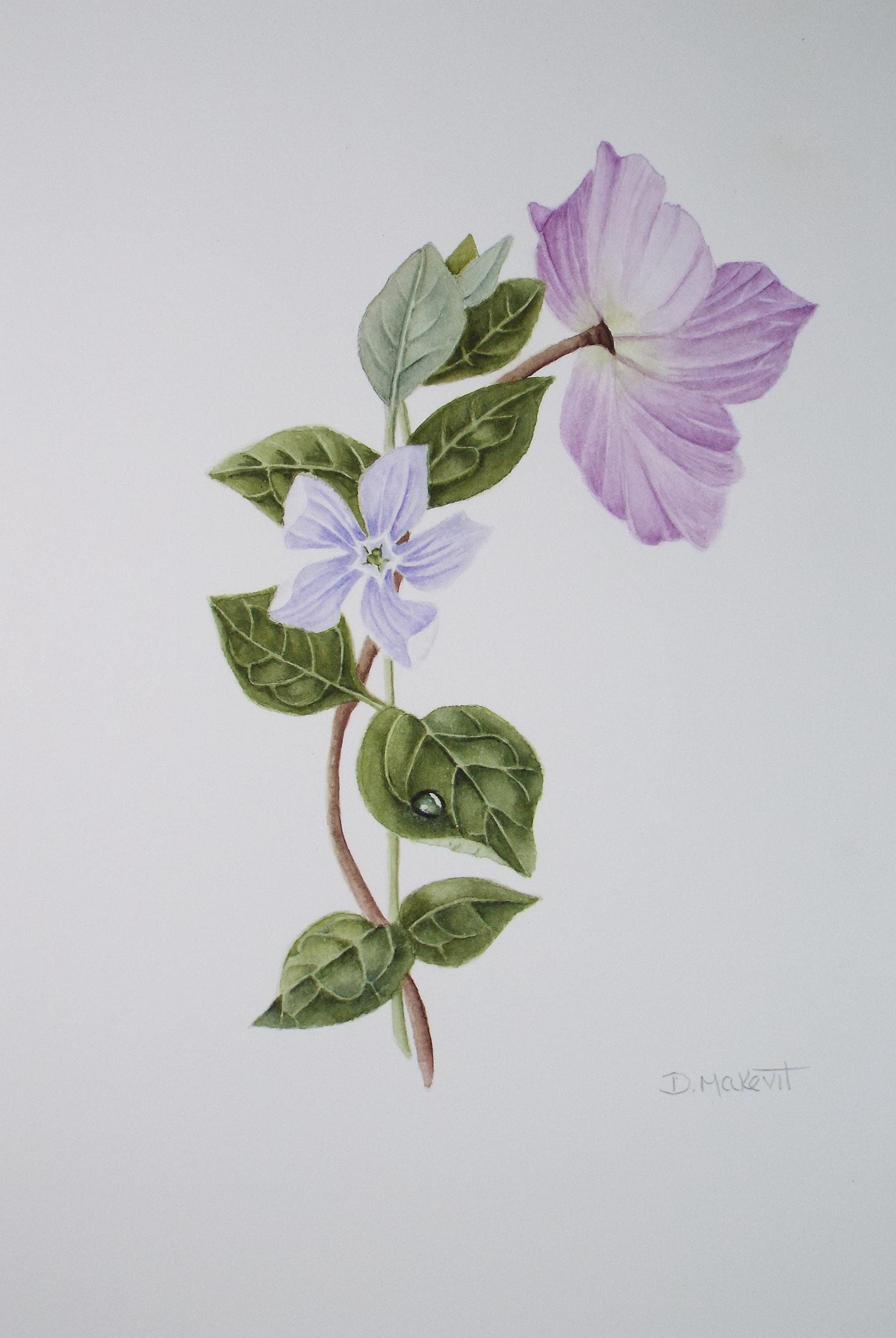 Original Watercolour, 'Hellebore & Periwinkle', Circa 1990's, Diane Bowley (20th Century, British)