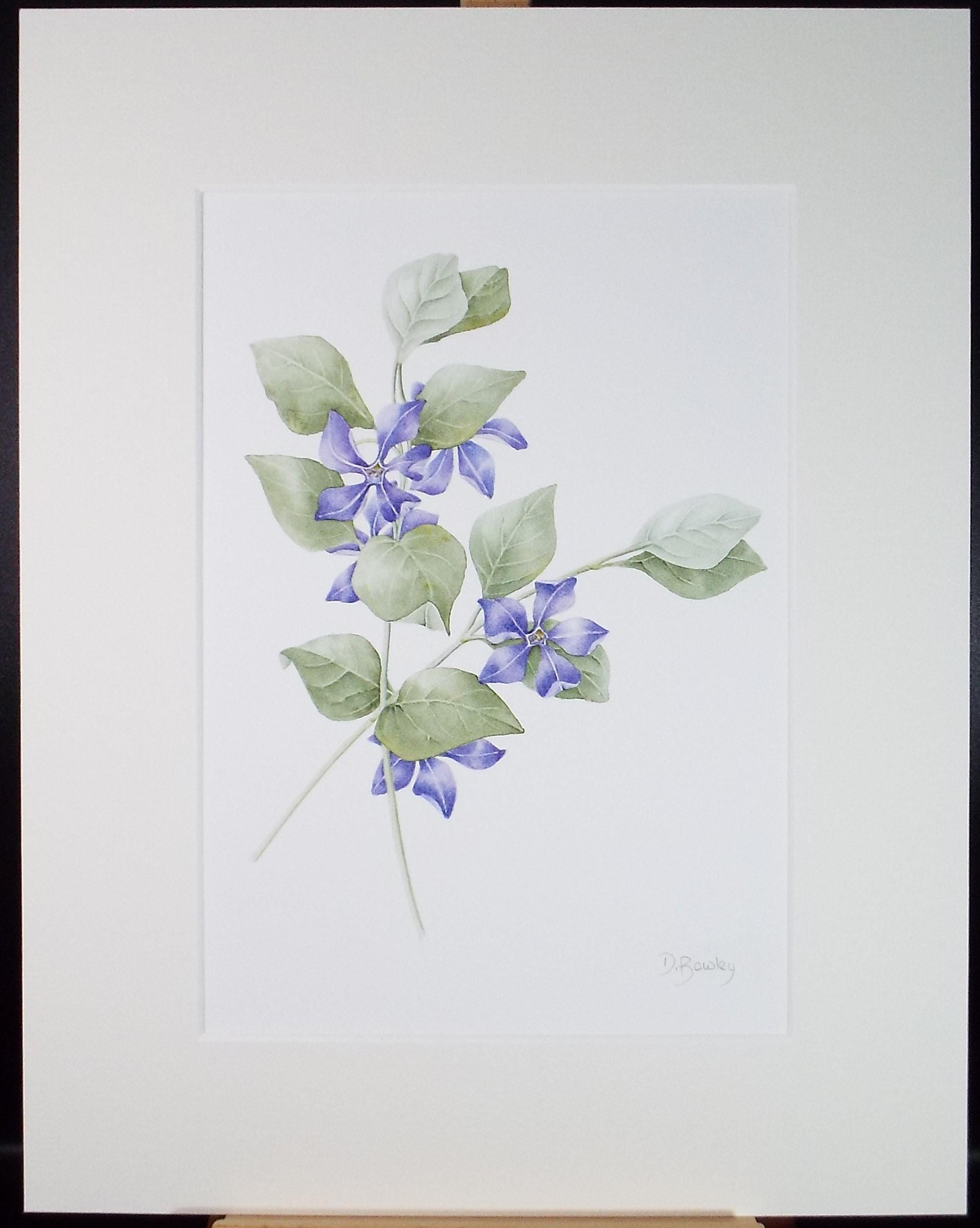 Original Watercolour, 'Periwinkle', Circa 1990's, Diane Bowley (20th Century, British)