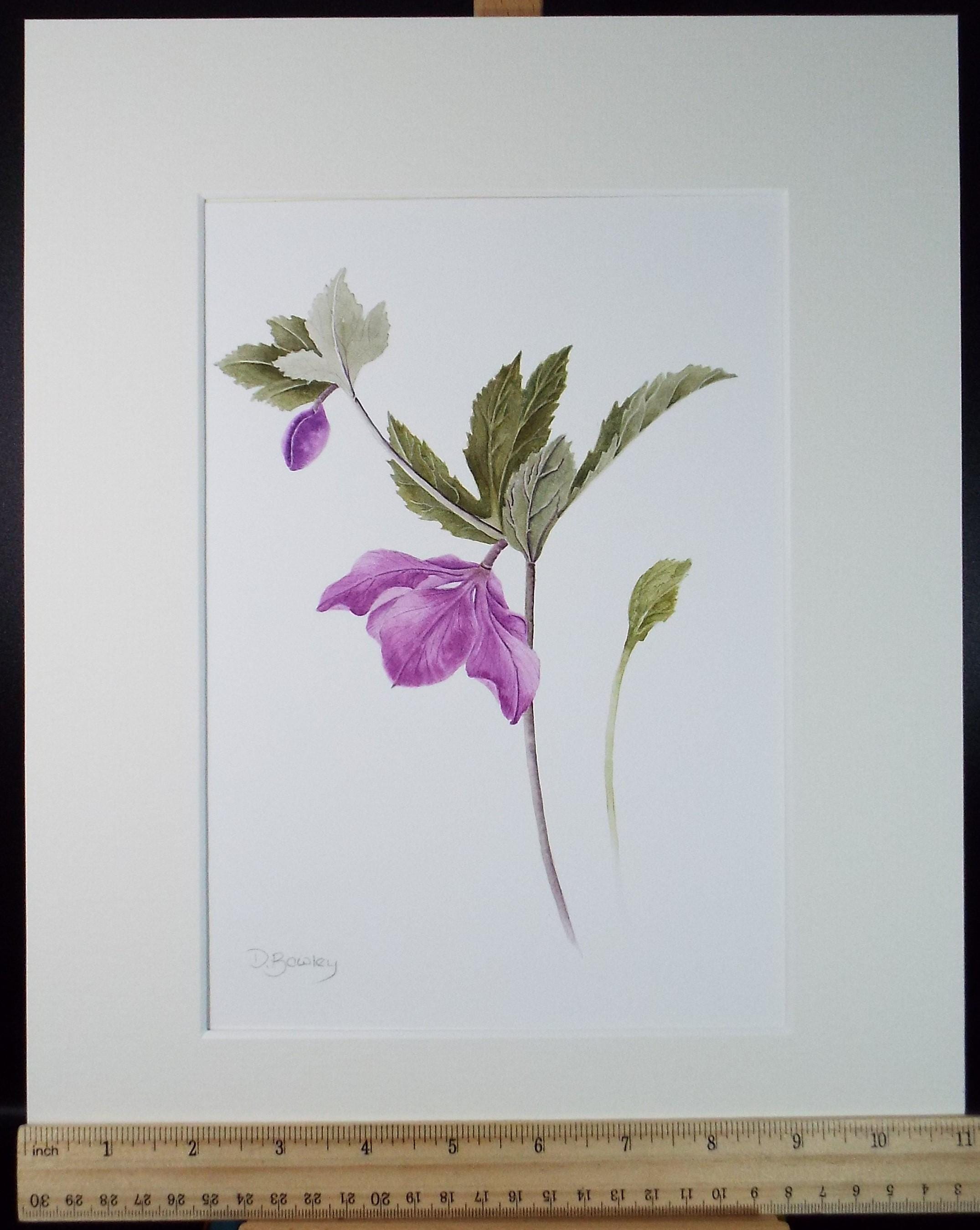 Original Watercolour, 'Hellebore', Circa 1990's, Diane Bowley (20th Century, British)