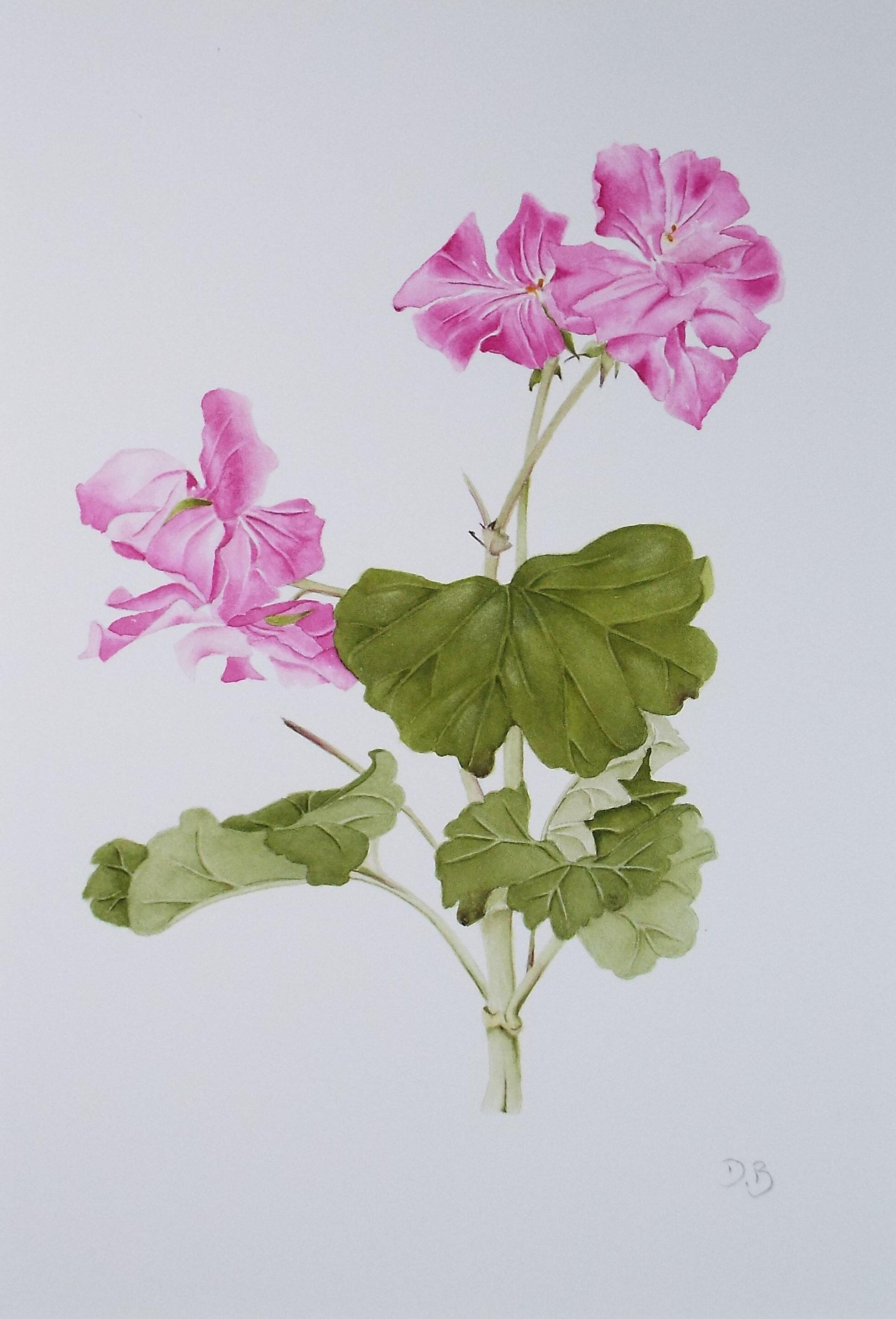 Original Watercolour, 'Geranium', Circa 1990's, Diane Bowley (20th Century, British)