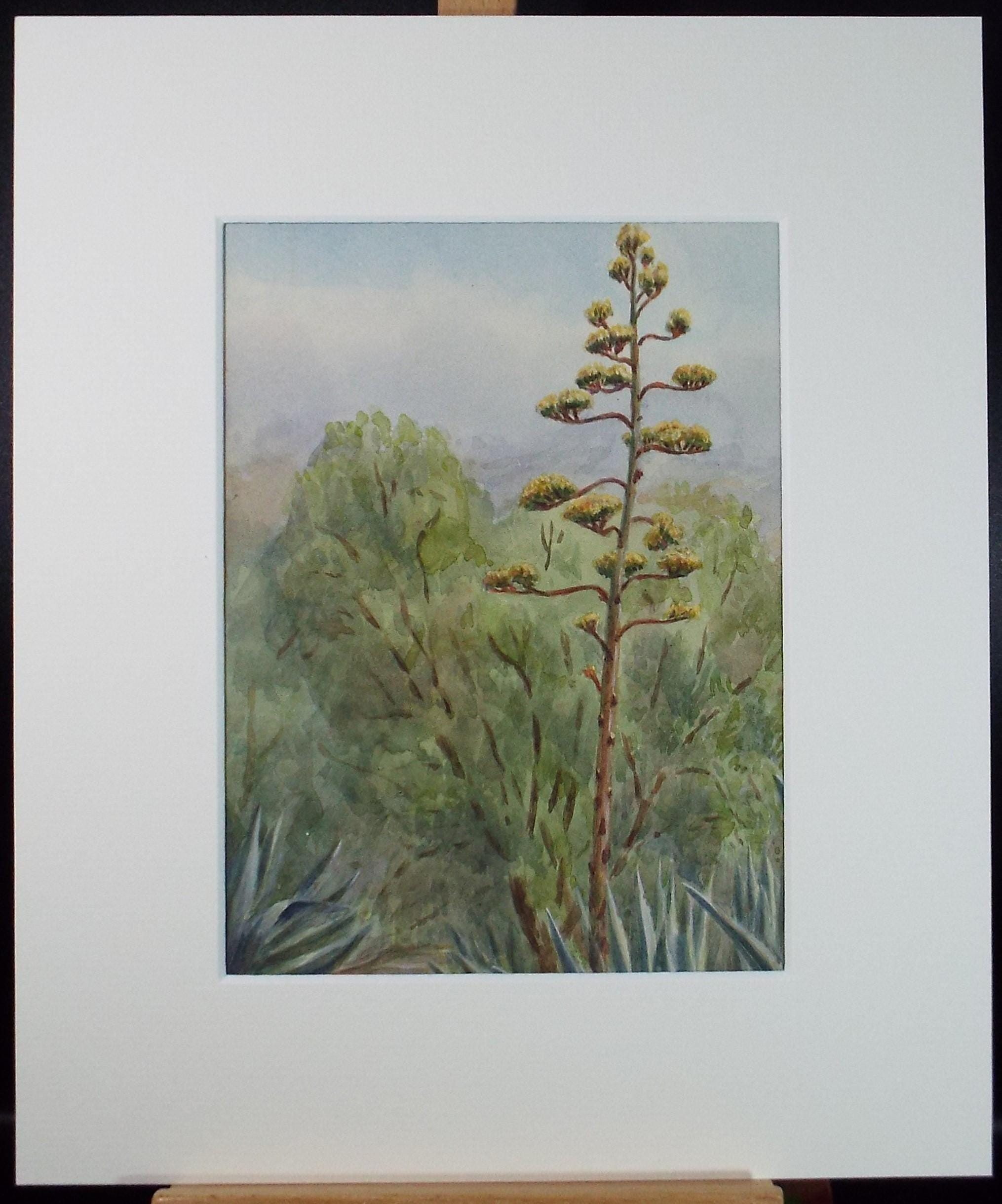 Original Watercolour, 'Phormium Flower', Dated 1916, Artist unknown (initialled ELB)