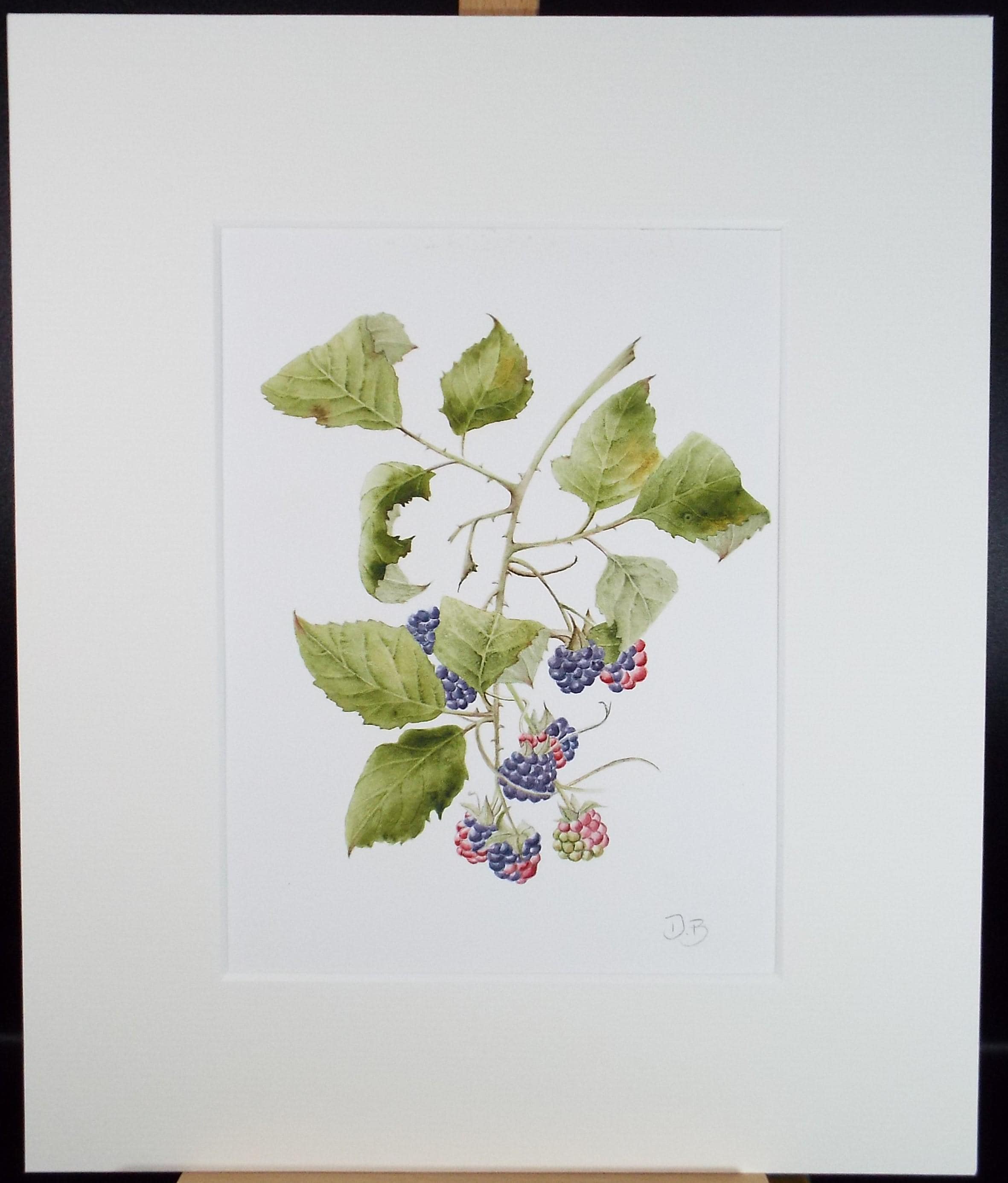 Original Watercolour, 'Blackberries', Circa 1990's, Diane Bowley (20th Century, British)