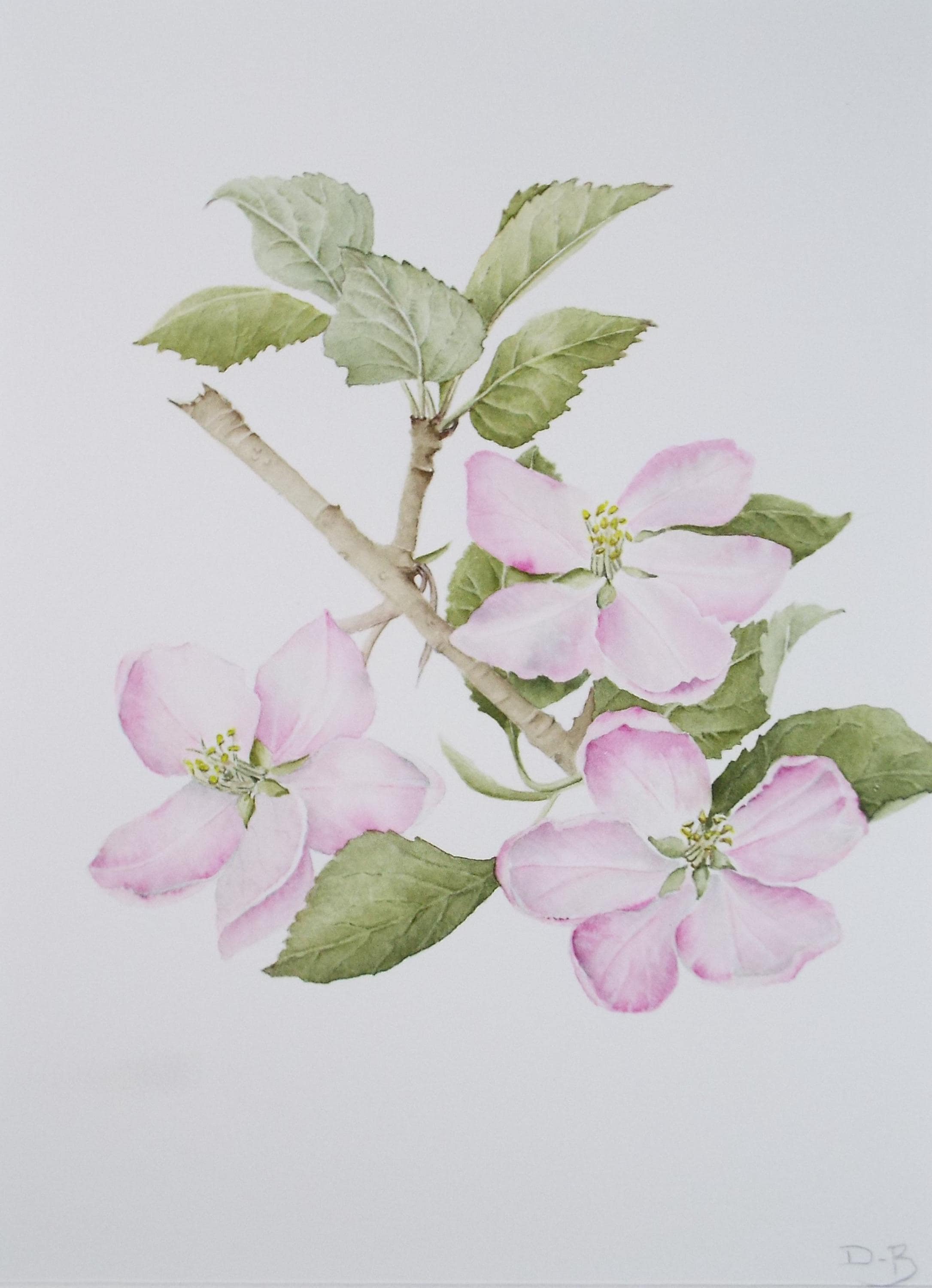 Original Watercolour, 'Apple Blossom', Circa 1990's, Diane Bowley (20th Century, British)