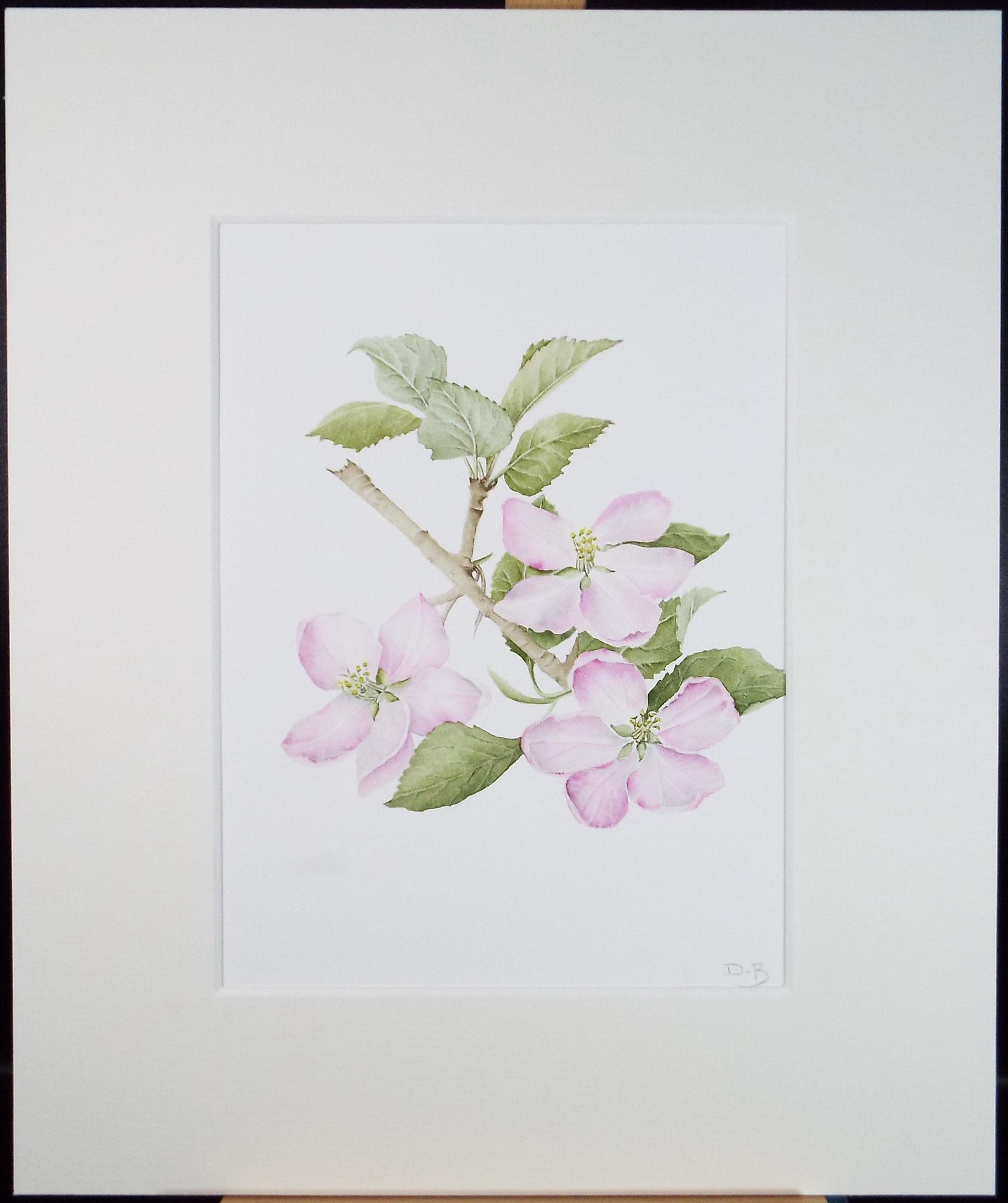 Original Watercolour, 'Apple Blossom', Circa 1990's, Diane Bowley (20th Century, British)