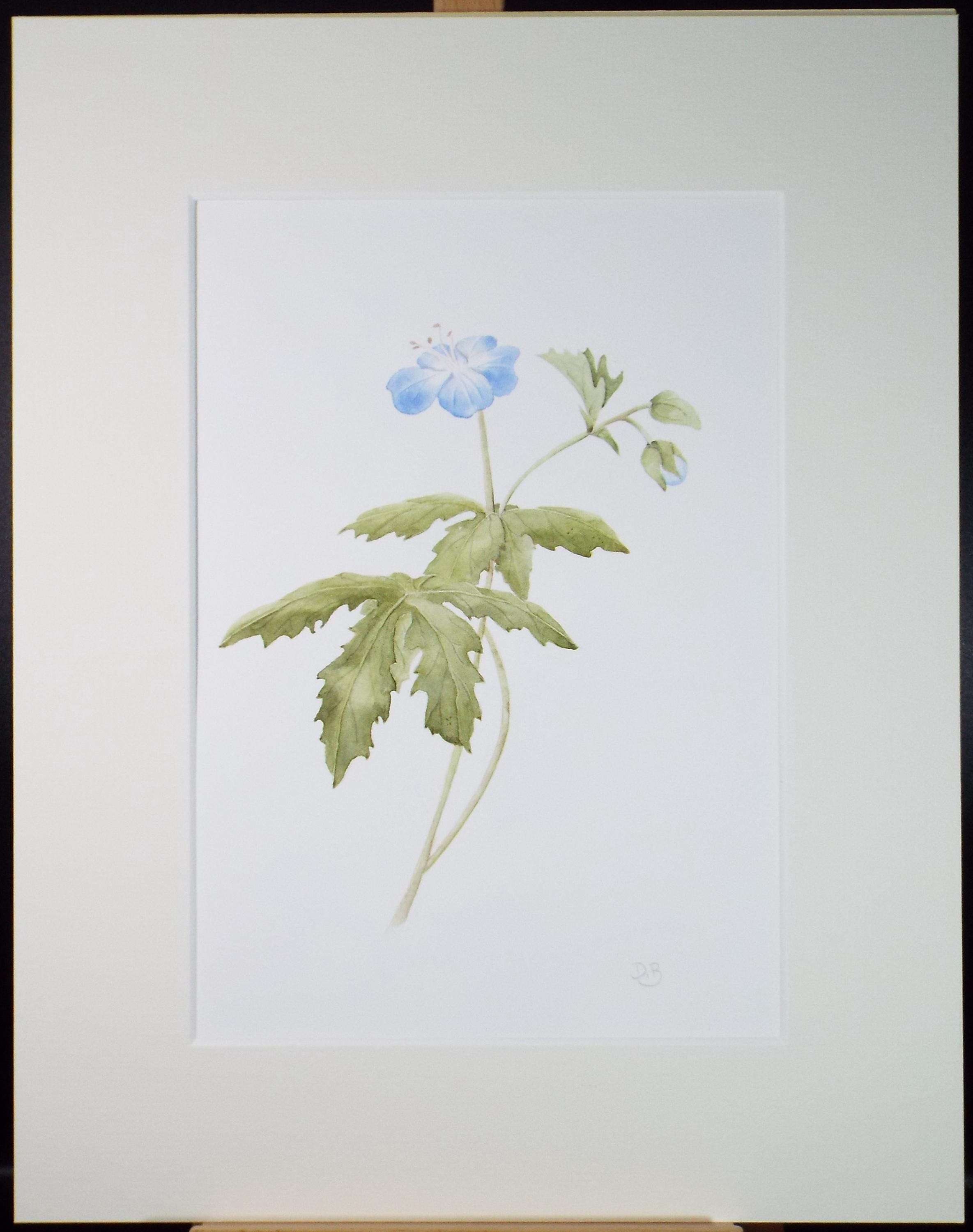 Original Watercolour, 'Cranesbill Geranium', Circa 1990's, Diane Bowley (20th Century, British)