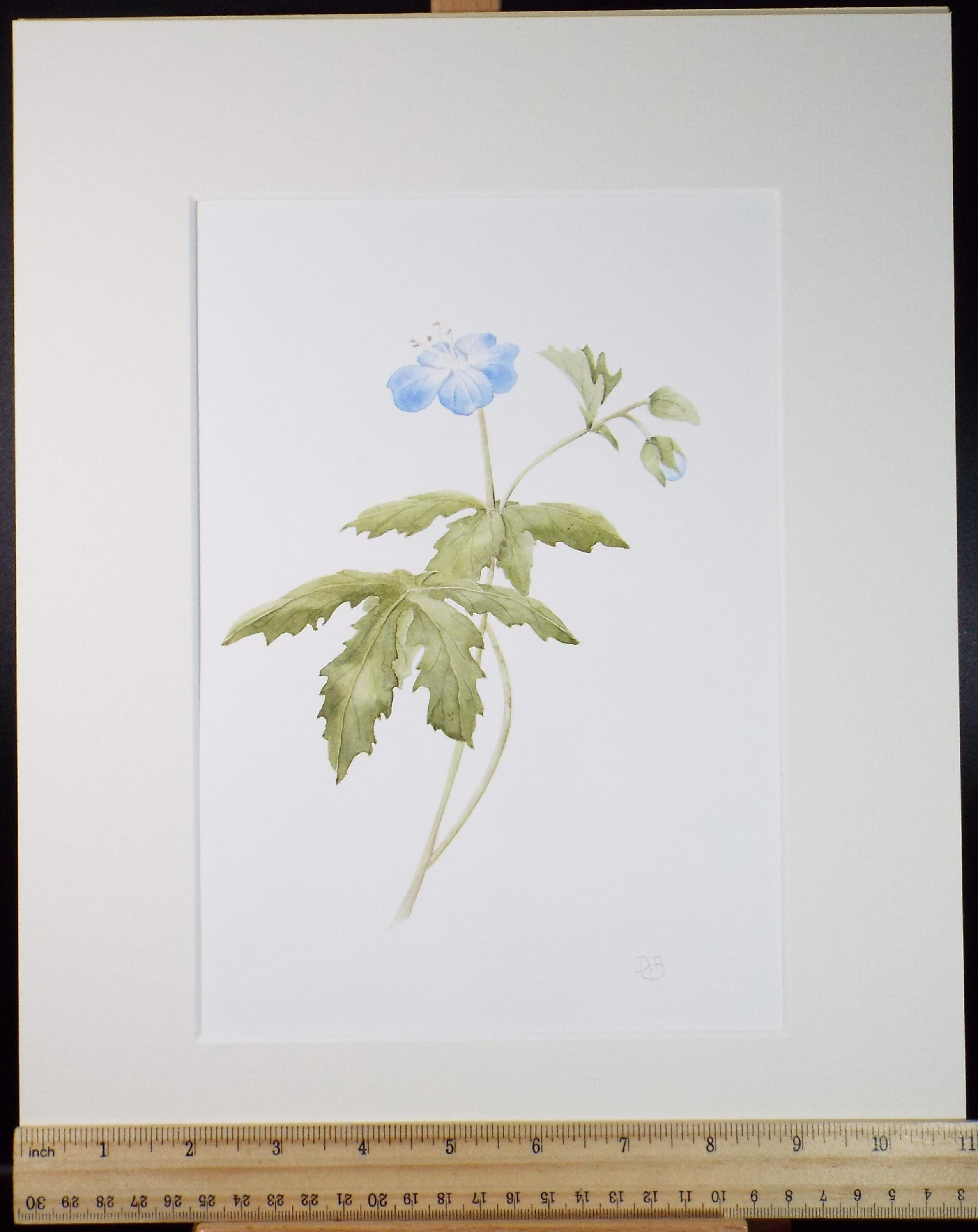 Original Watercolour, 'Cranesbill Geranium', Circa 1990's, Diane Bowley (20th Century, British)