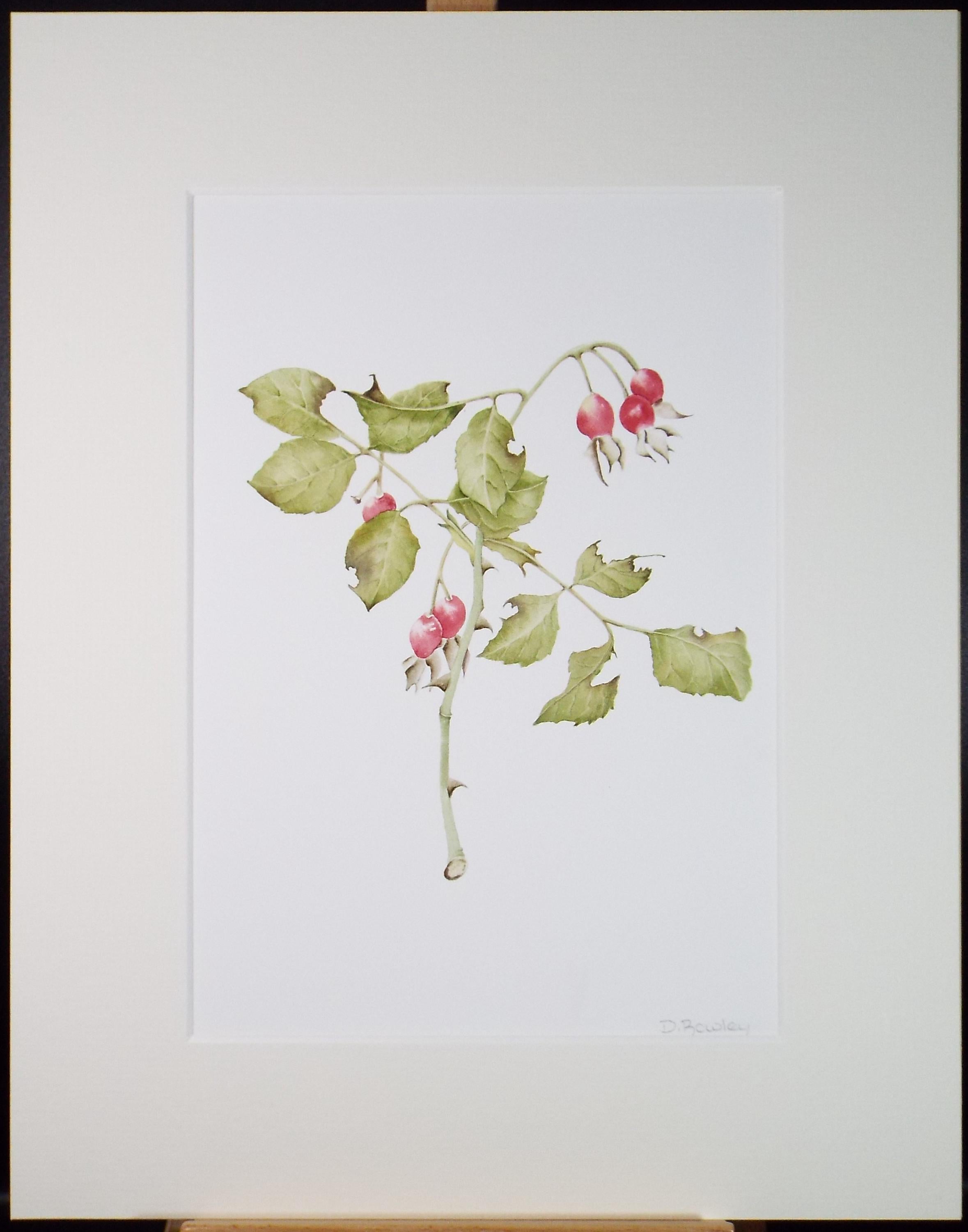 Original Watercolour, 'Rose Hips', Circa 1990's, Diane Bowley (20th Century, British)