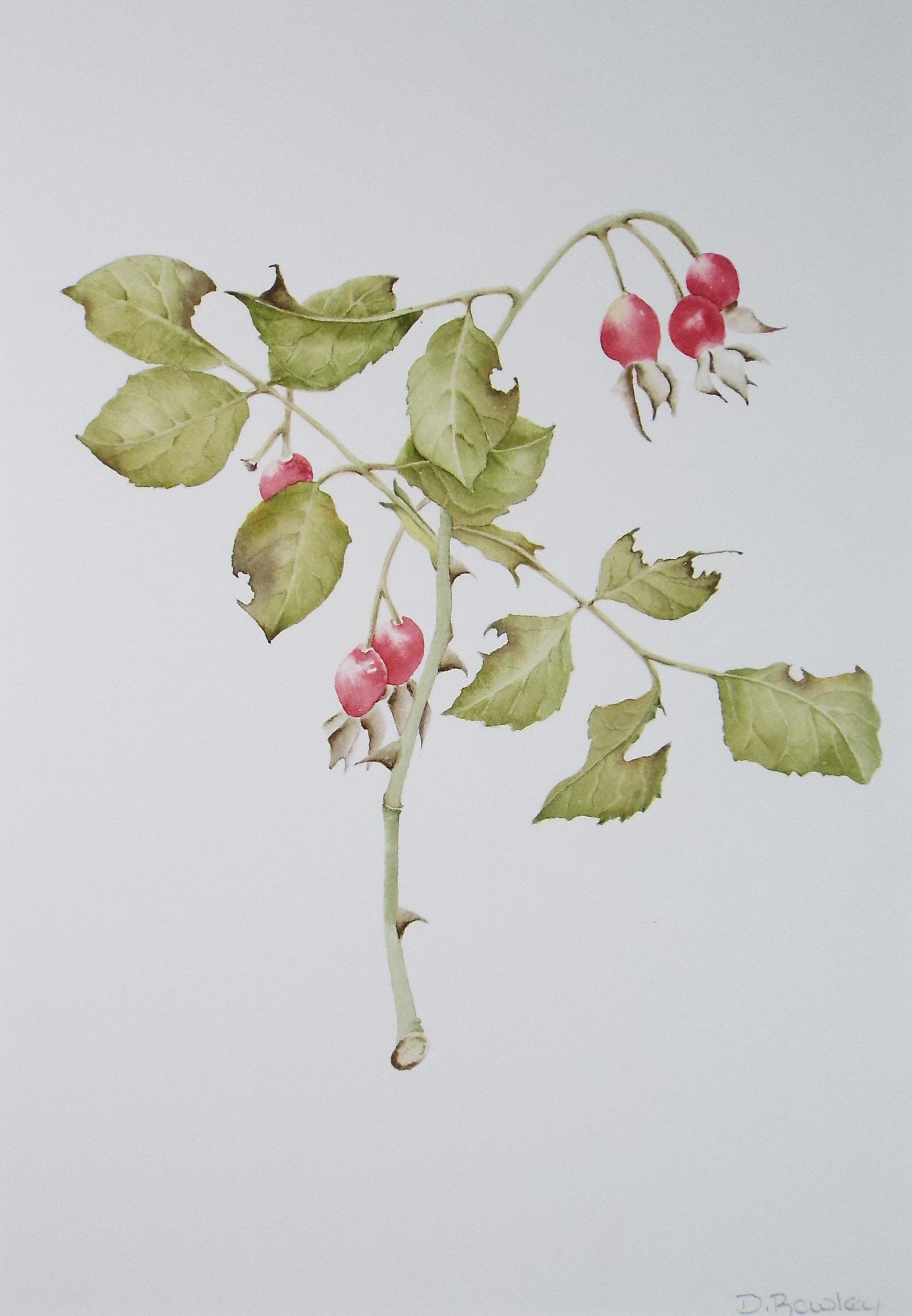 Original Watercolour, 'Rose Hips', Circa 1990's, Diane Bowley (20th Century, British)