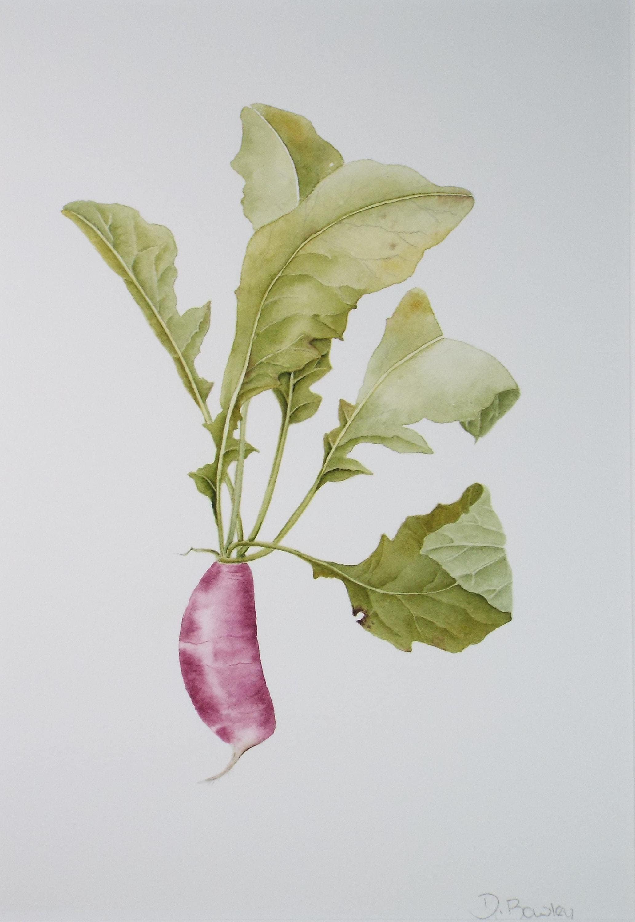 Original Watercolour, 'Garden Radish', Circa 1990's, Diane Bowley (20th Century, British)