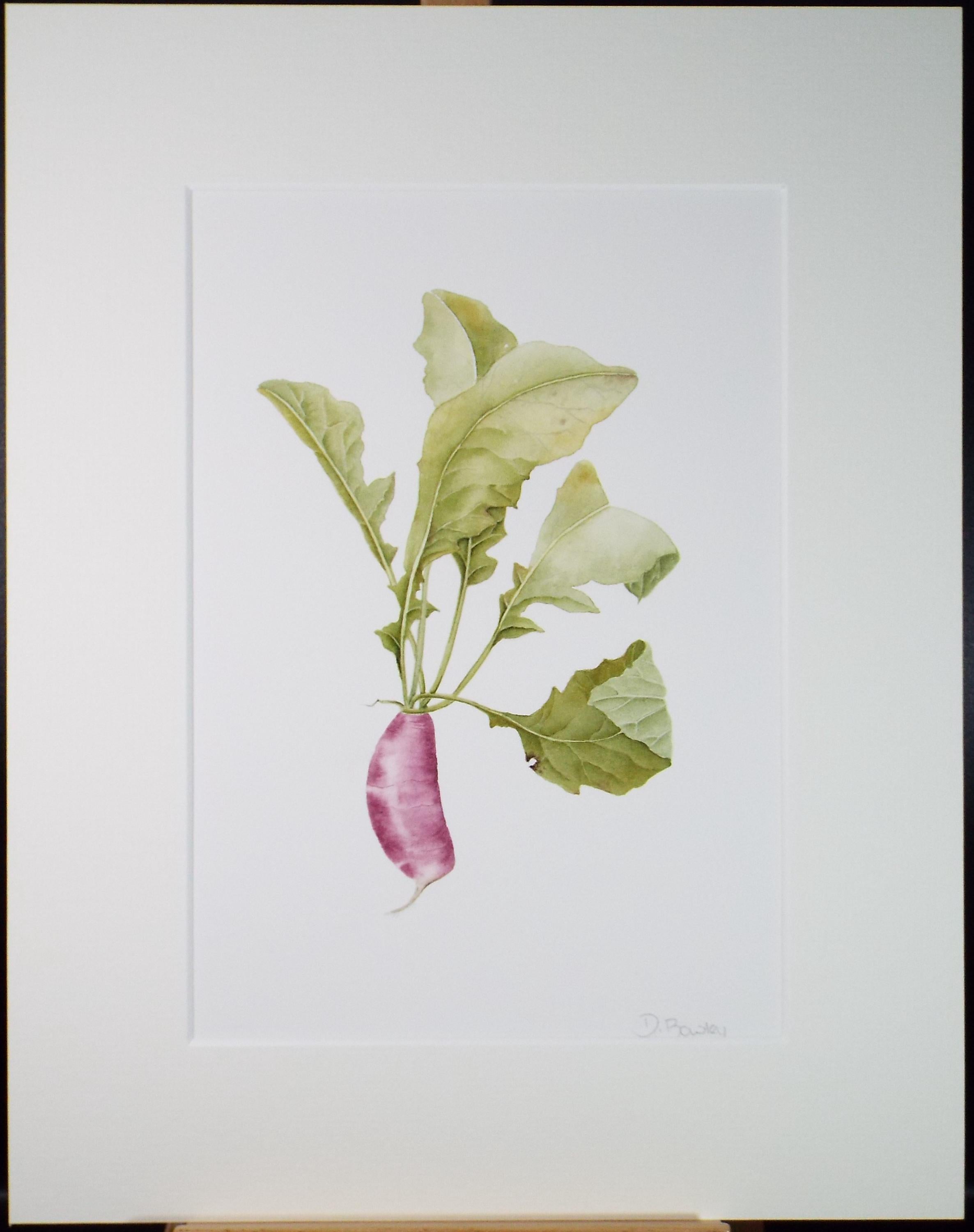 Original Watercolour, 'Garden Radish', Circa 1990's, Diane Bowley (20th Century, British)