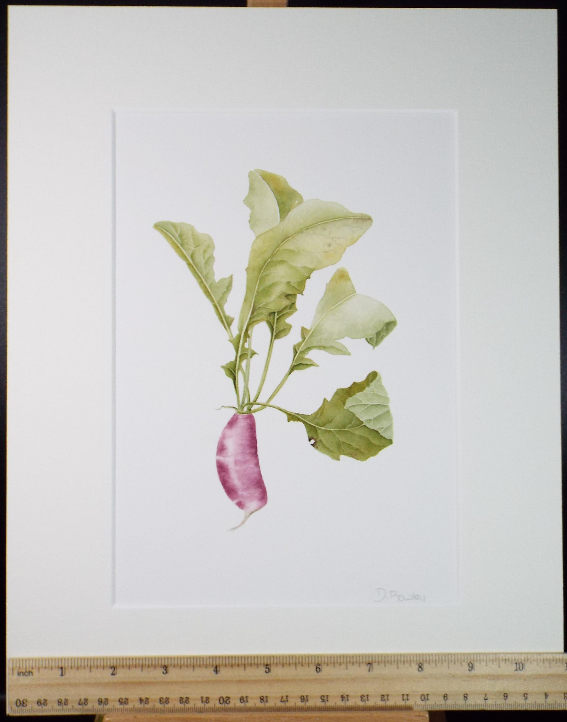 Original Watercolour, 'Garden Radish', Circa 1990's, Diane Bowley (20th Century, British)