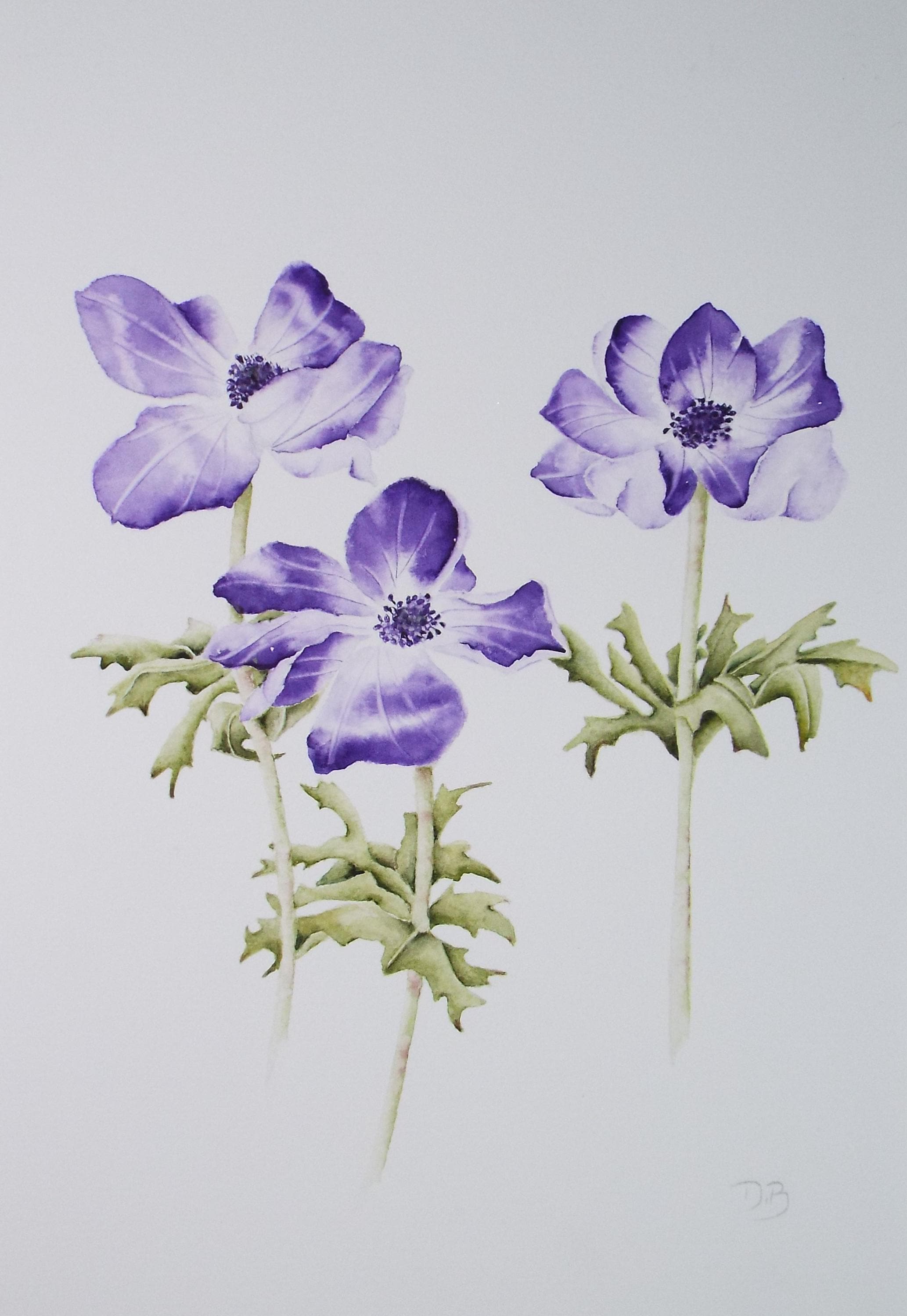 Original Watercolour, 'Anemones', Circa 1990's, Diane Bowley (20th Century, British)